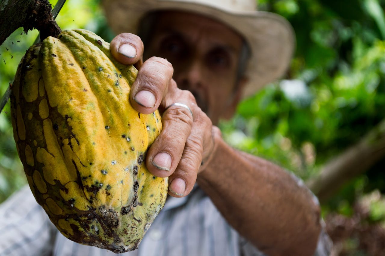 Cocoa Farmer