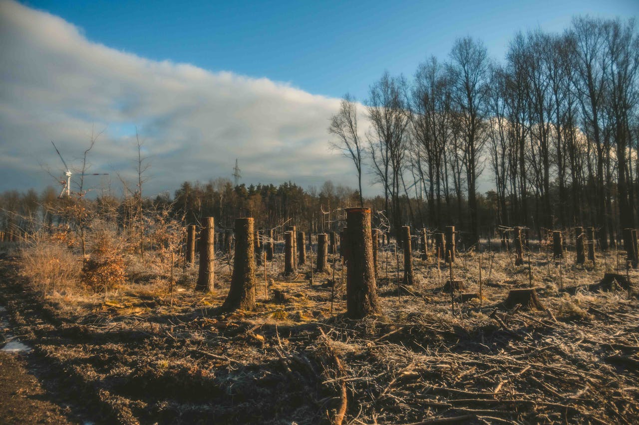 Deforestation