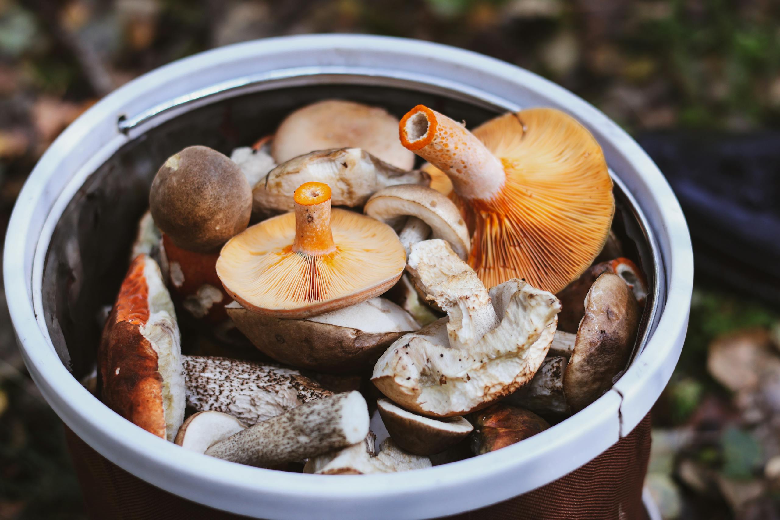 A basket filled with various freshly foraged wild mushrooms, showcasing different types and textures.