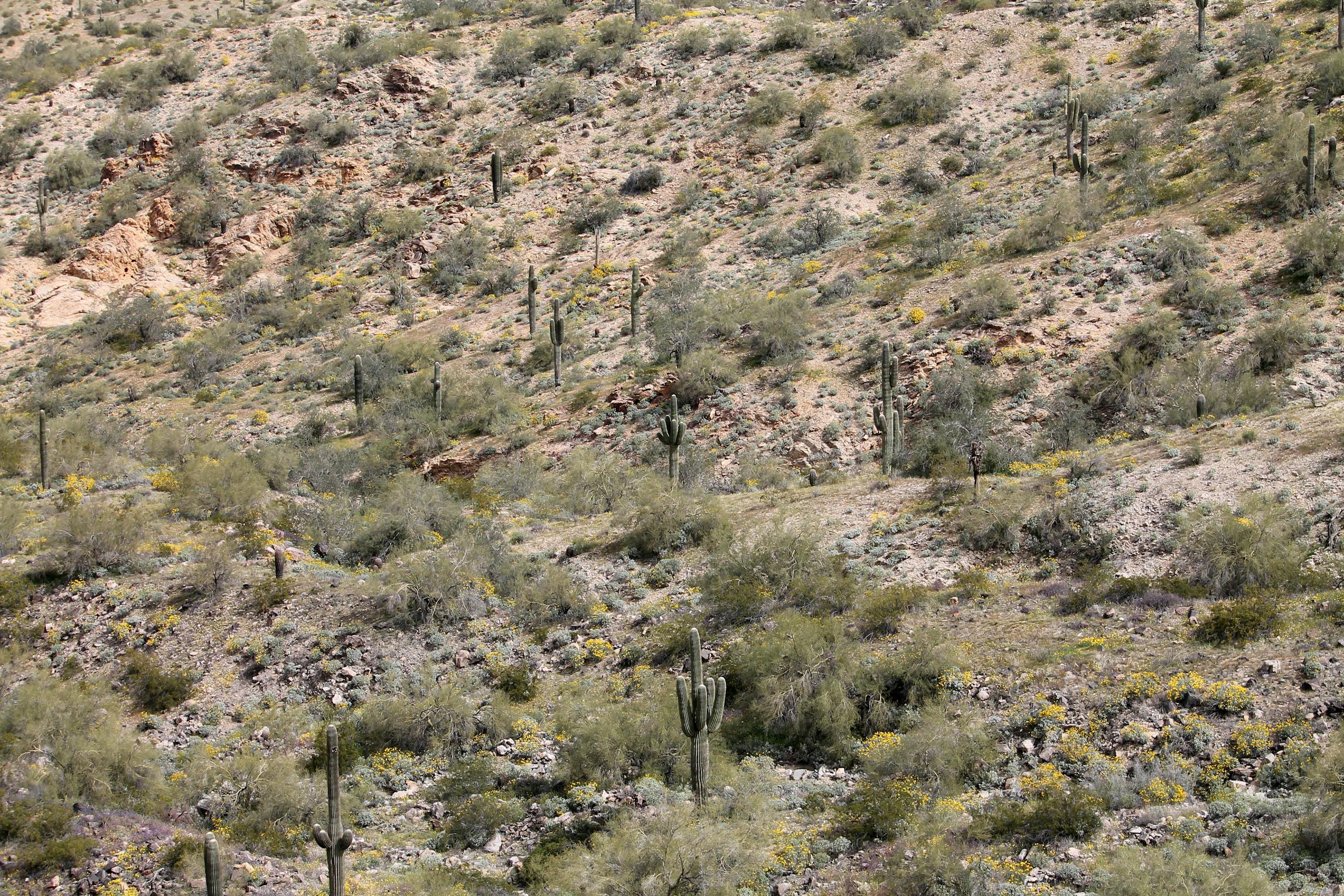 A beautiful arid desert landscape in Phoenix, AZ showcasing saguaro cacti and rocky terrain.