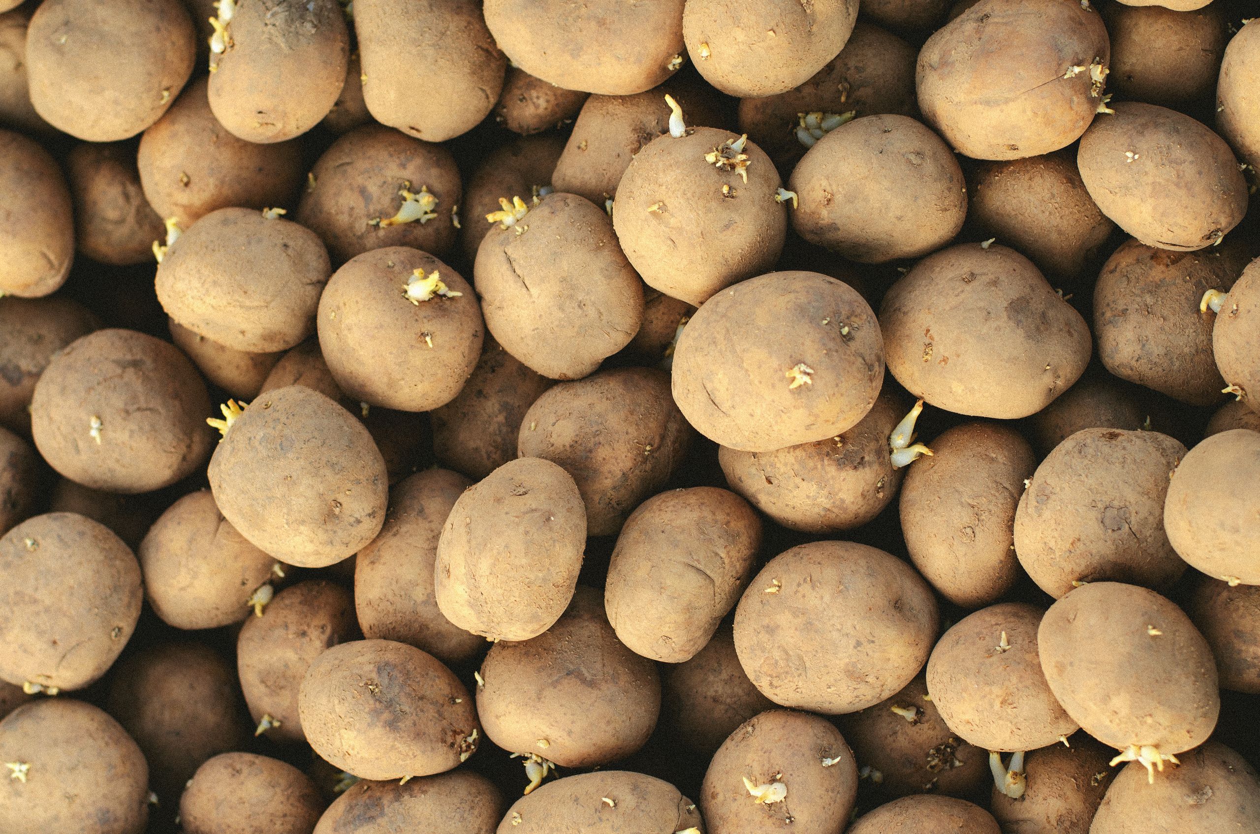 A close-up shot of fresh potatoes with visible sprouts, highlighting natural textures.