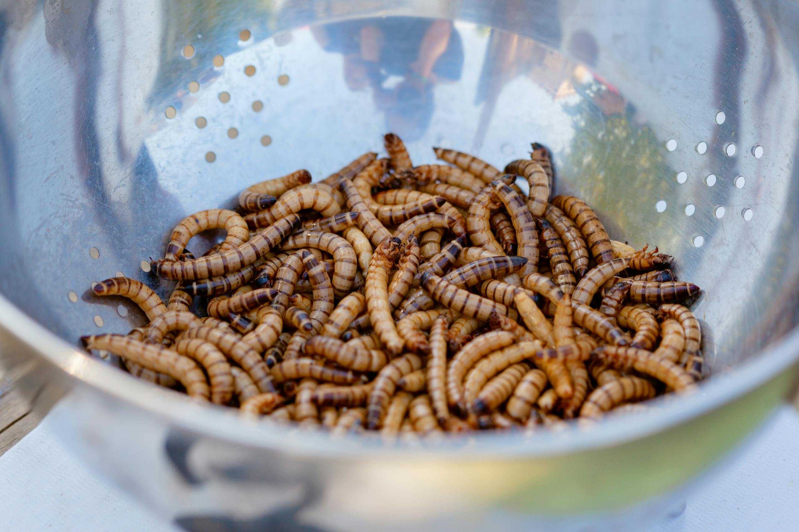 A close-up view of superworms in a stainless steel colander, perfect for bait.