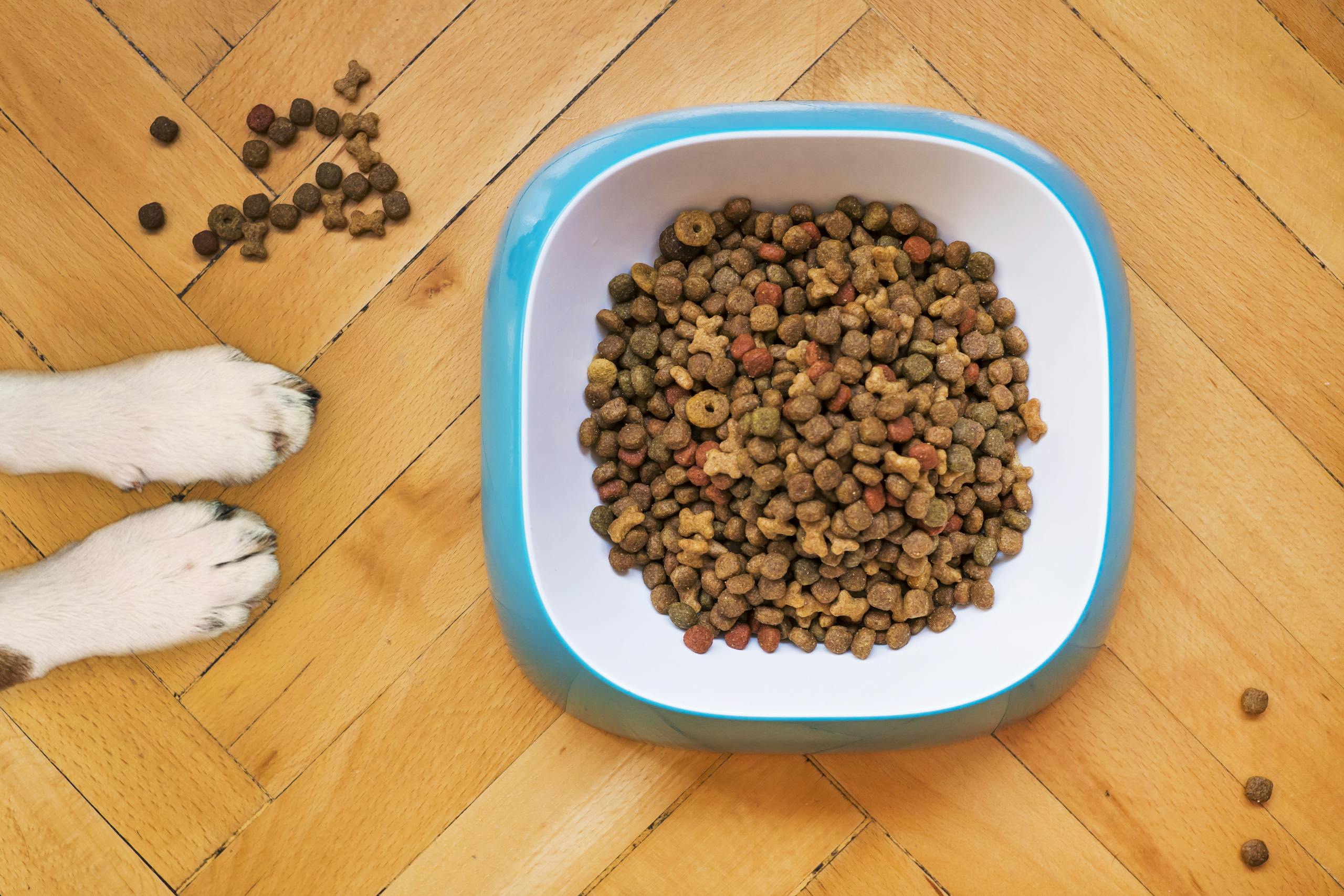 A dog's paws beside a kibble-filled bowl on a wooden floor, shot from above.