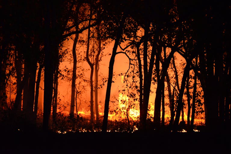 A dramatic scene of a forest fire lighting up the night with intense flames and silhouetted trees.