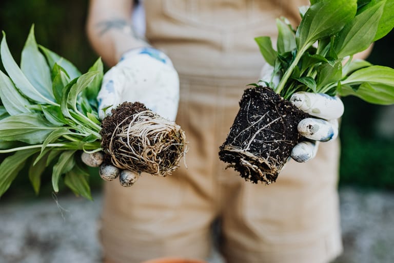 A gardener's hands holding green plants with exposed roots, ready for planting.
