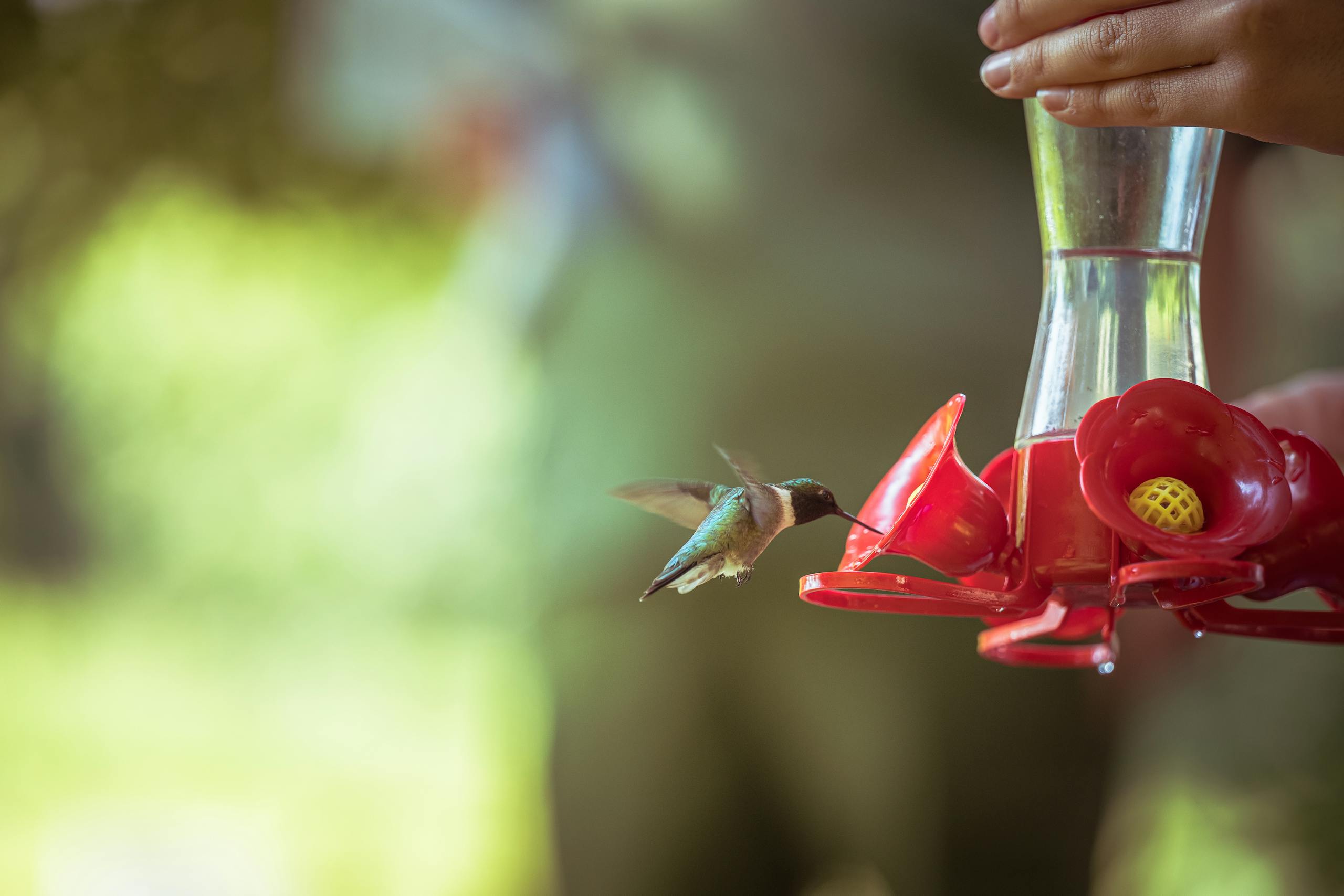 A hummingbird hovers while feeding from a bright red feeder. Brilliant bokeh background.