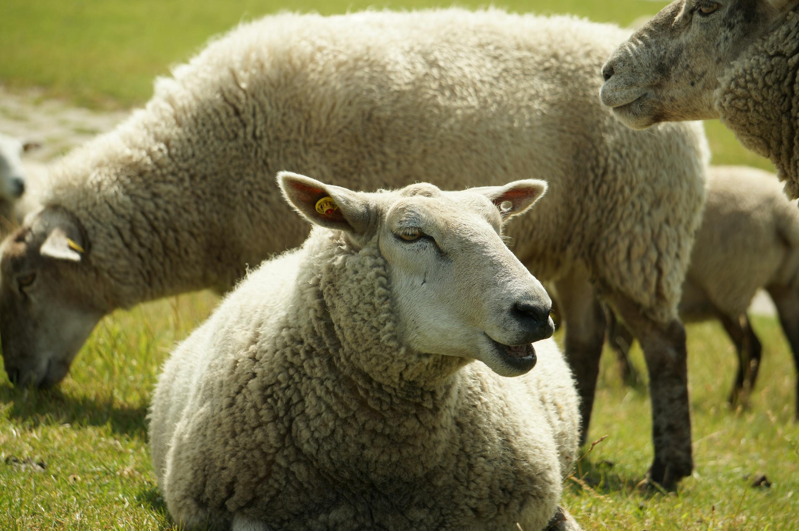 A peaceful flock of sheep relaxing in a sunlit meadow, showcasing pastoral life.