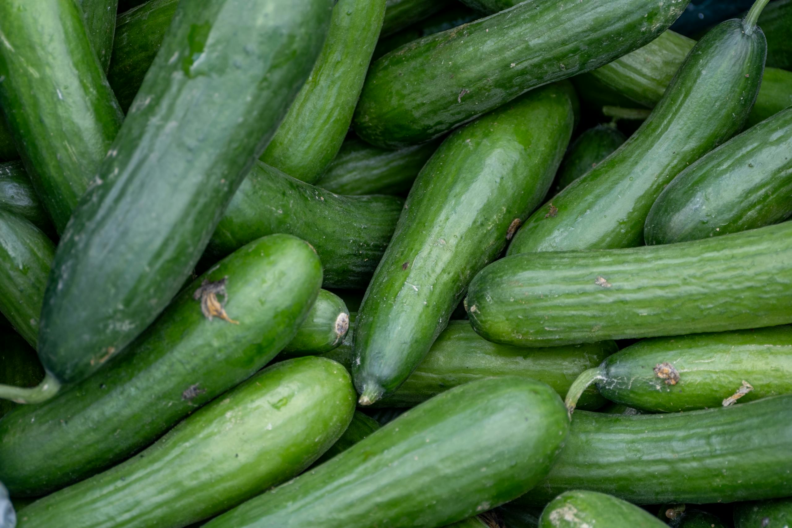 A vibrant pile of fresh green cucumbers stacked at a farmers market stall.