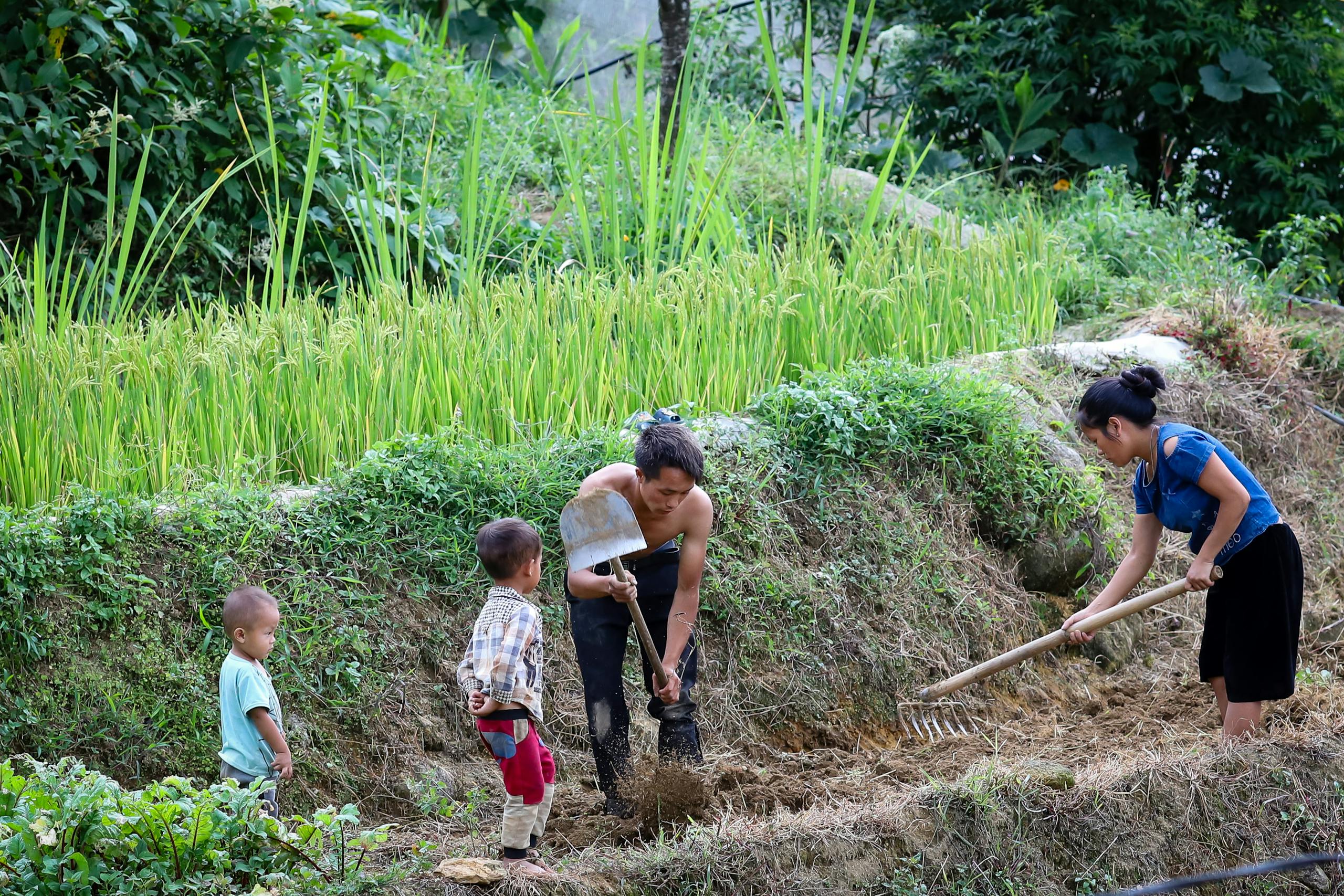 A Vietnamese family tending to rice terraces in L&agrave;o Cai, displaying rural life and teamwork.