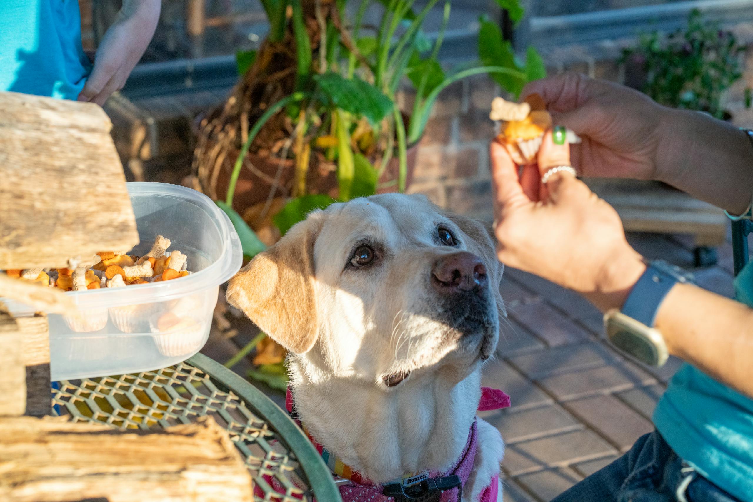 A yellow Labrador Retriever eagerly waits for a treat from a woman outdoors.