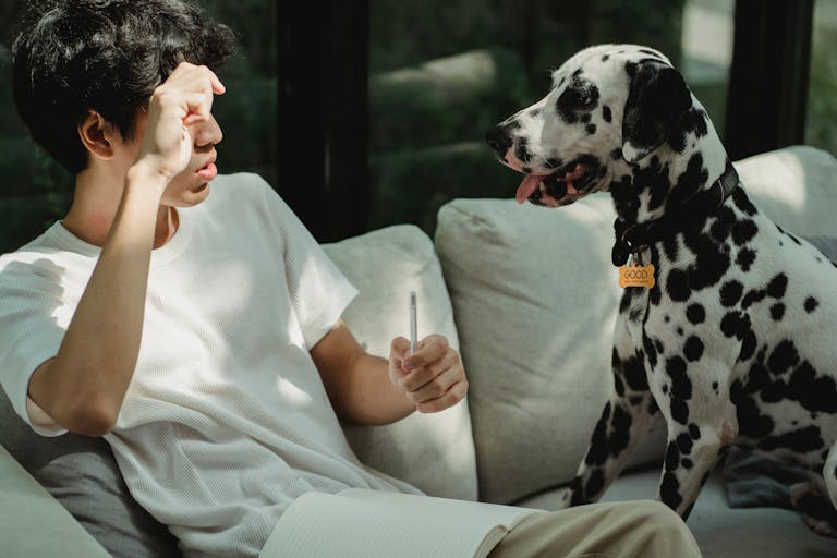 A young man sits on a sofa indoors, interacting playfully with a Dalmatian dog.