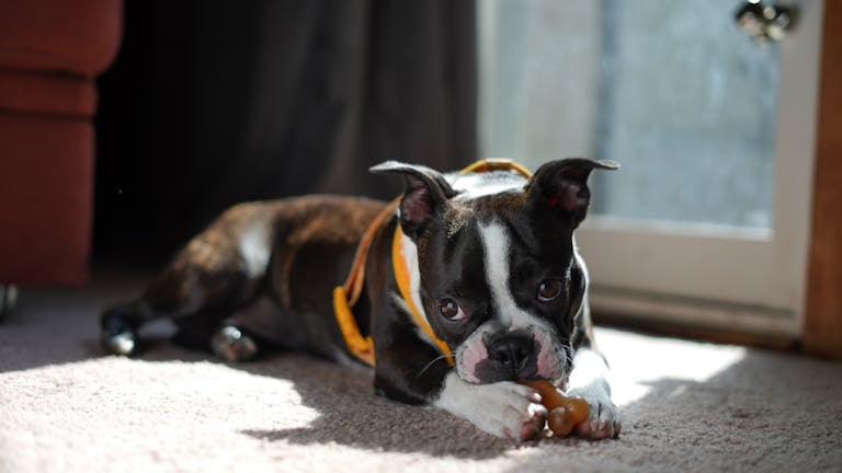 Adorable Boston Terrier puppy chewing on a toy in a sunlit room.