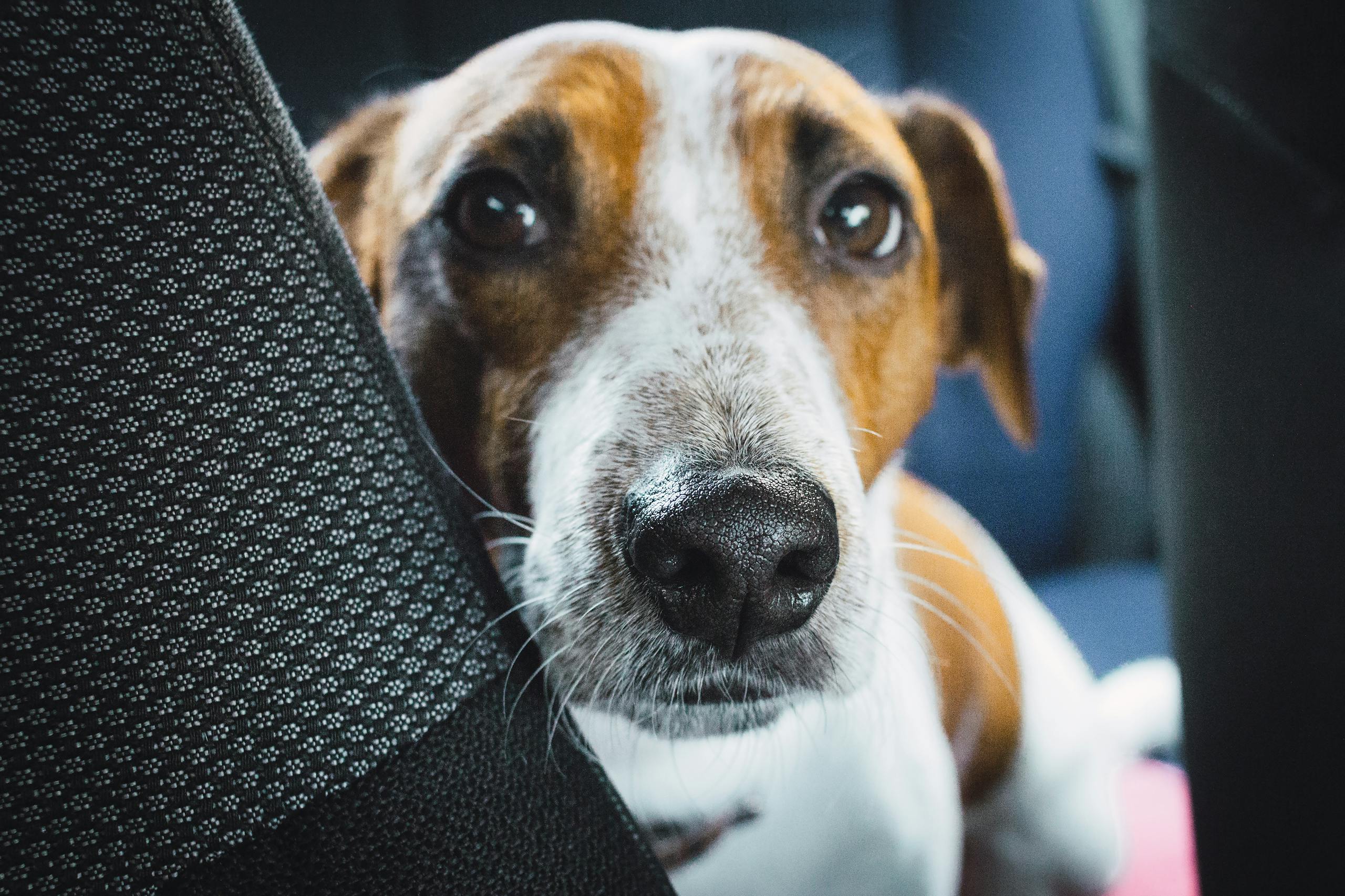 Adorable Jack Russell Terrier peeking through car seats with curious eyes in a close-up shot.