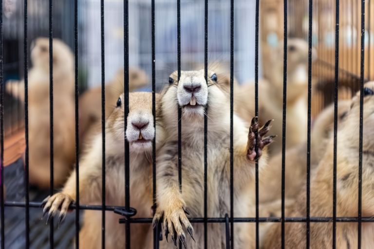 Adorable prairie dogs looking out from a cage, showcasing their inquisitive nature.