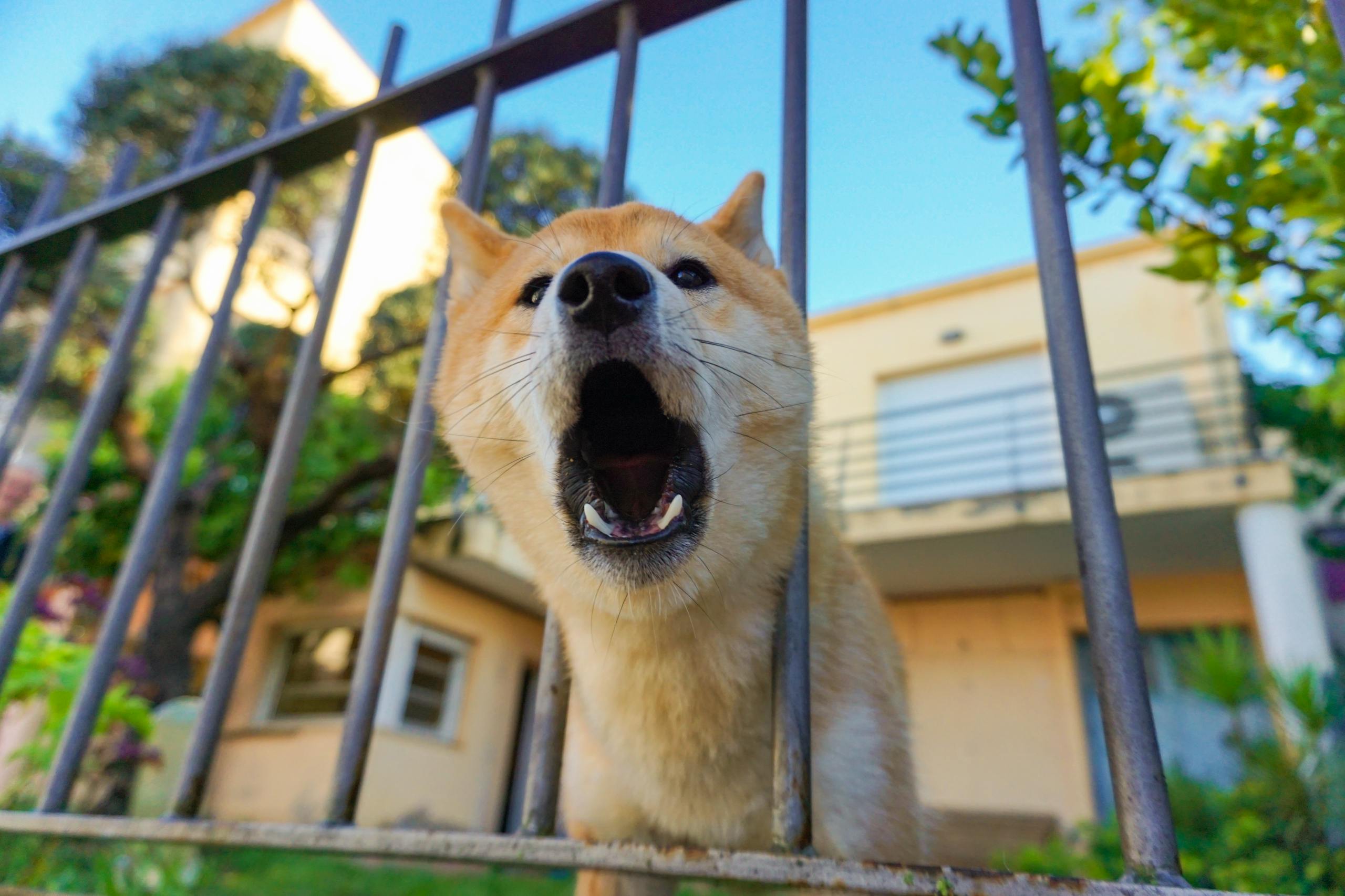 Adorable Shiba Inu dog barking through a metal fence in a sunny outdoor setting.