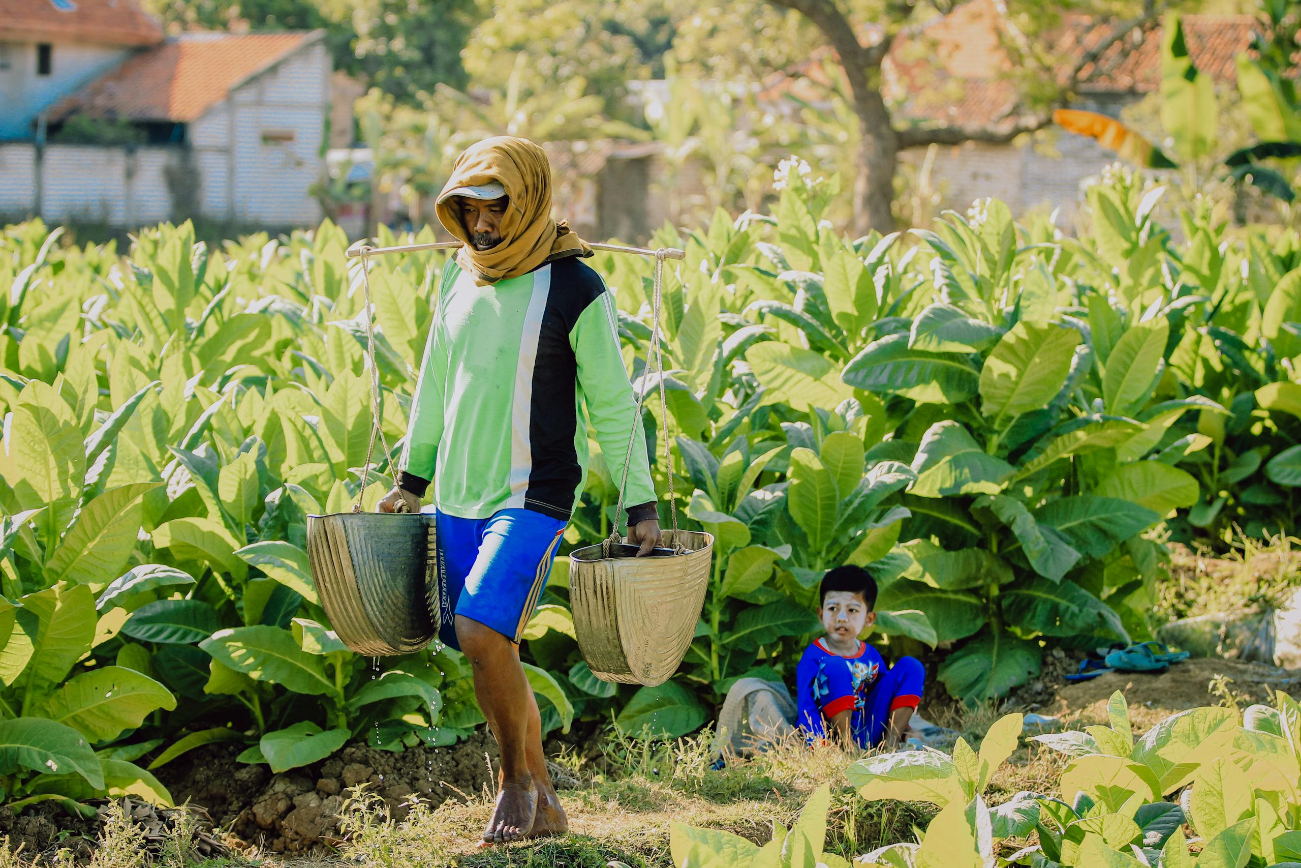 An Indonesian farmer carrying baskets in a lush tobacco field with a child sitting nearby.
