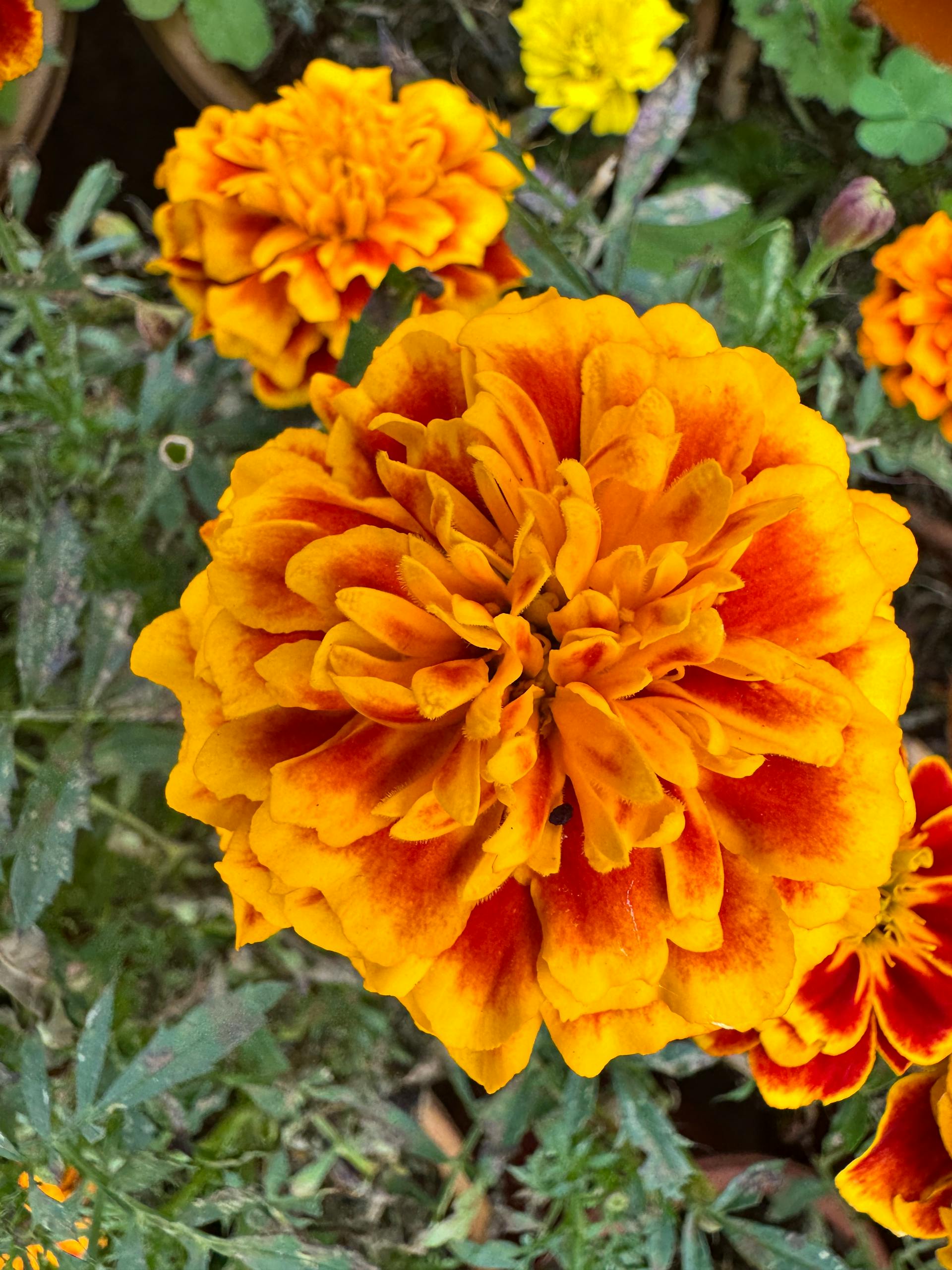 Beautiful close-up of a vibrant orange marigold flower in full bloom in a garden setting.