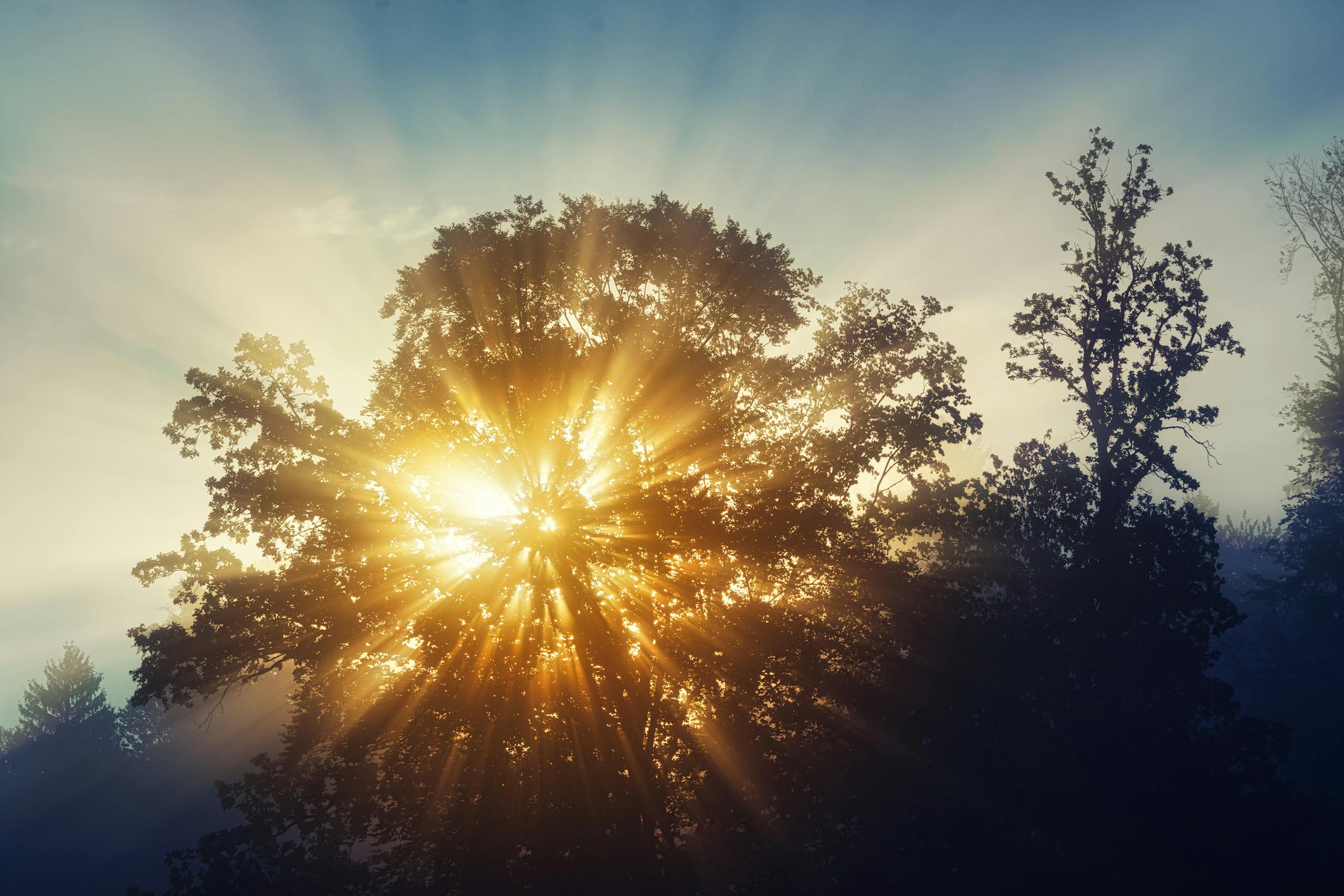 Captivating sunbeams through dense forest trees at sunrise in Glonn, Germany.