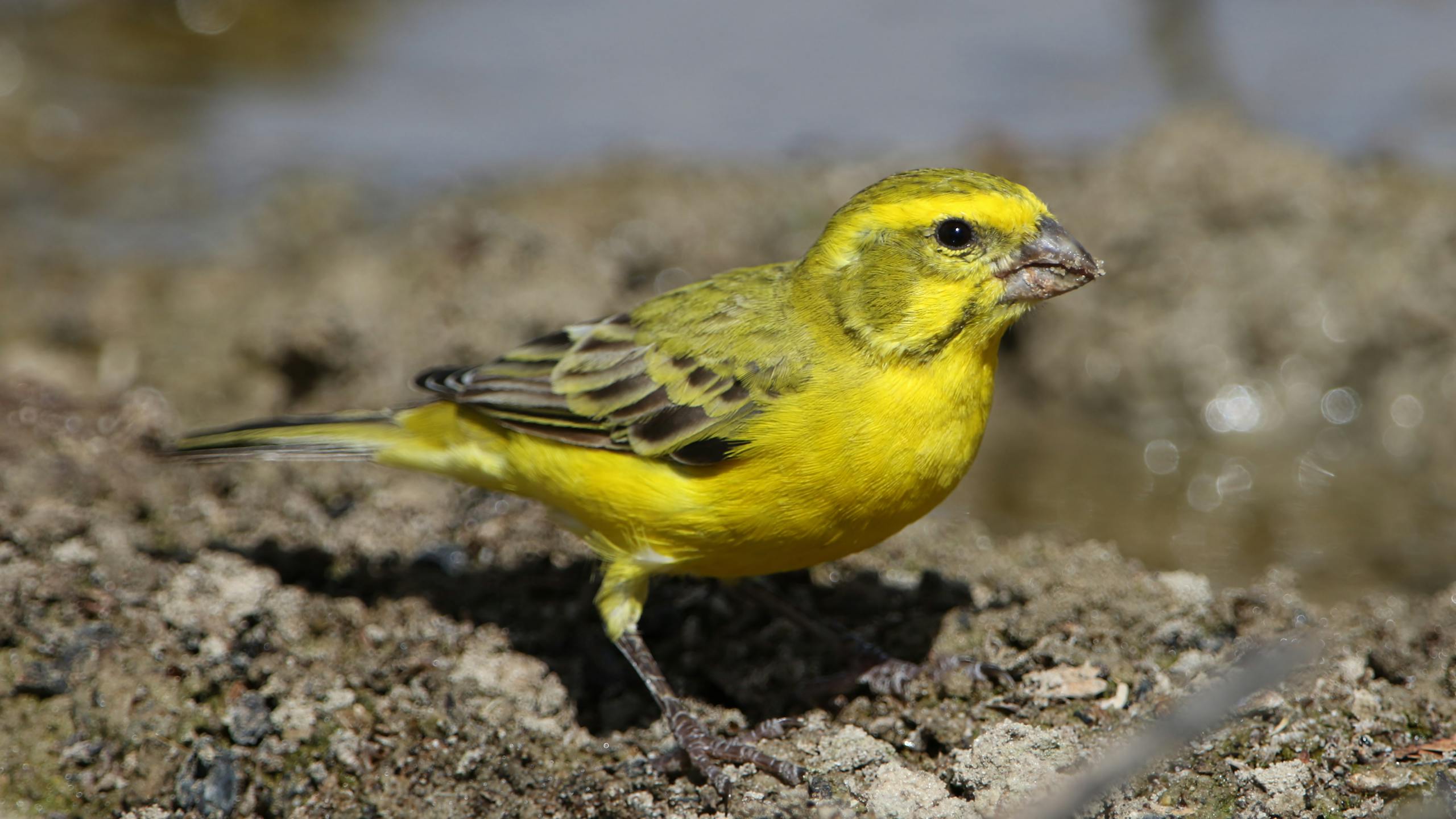 Close-up of a yellow canary (Crithagra flaviventris) in the Kgalagadi Transfrontier Park.