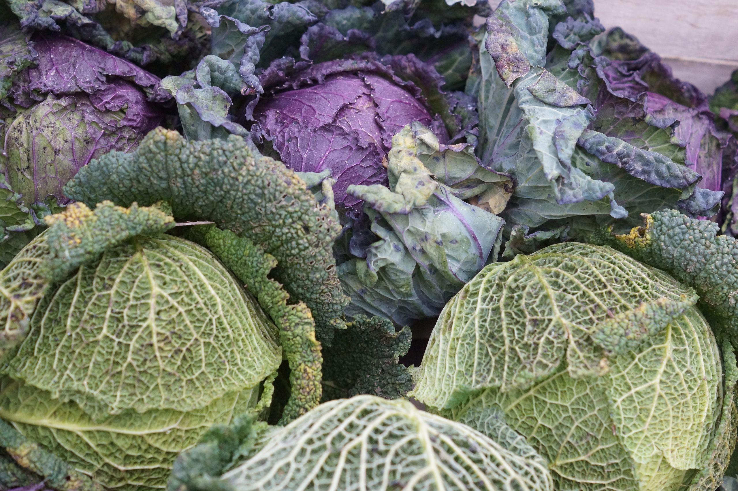 Close-up of fresh green and purple cabbages showcasing their natural textures and colors.