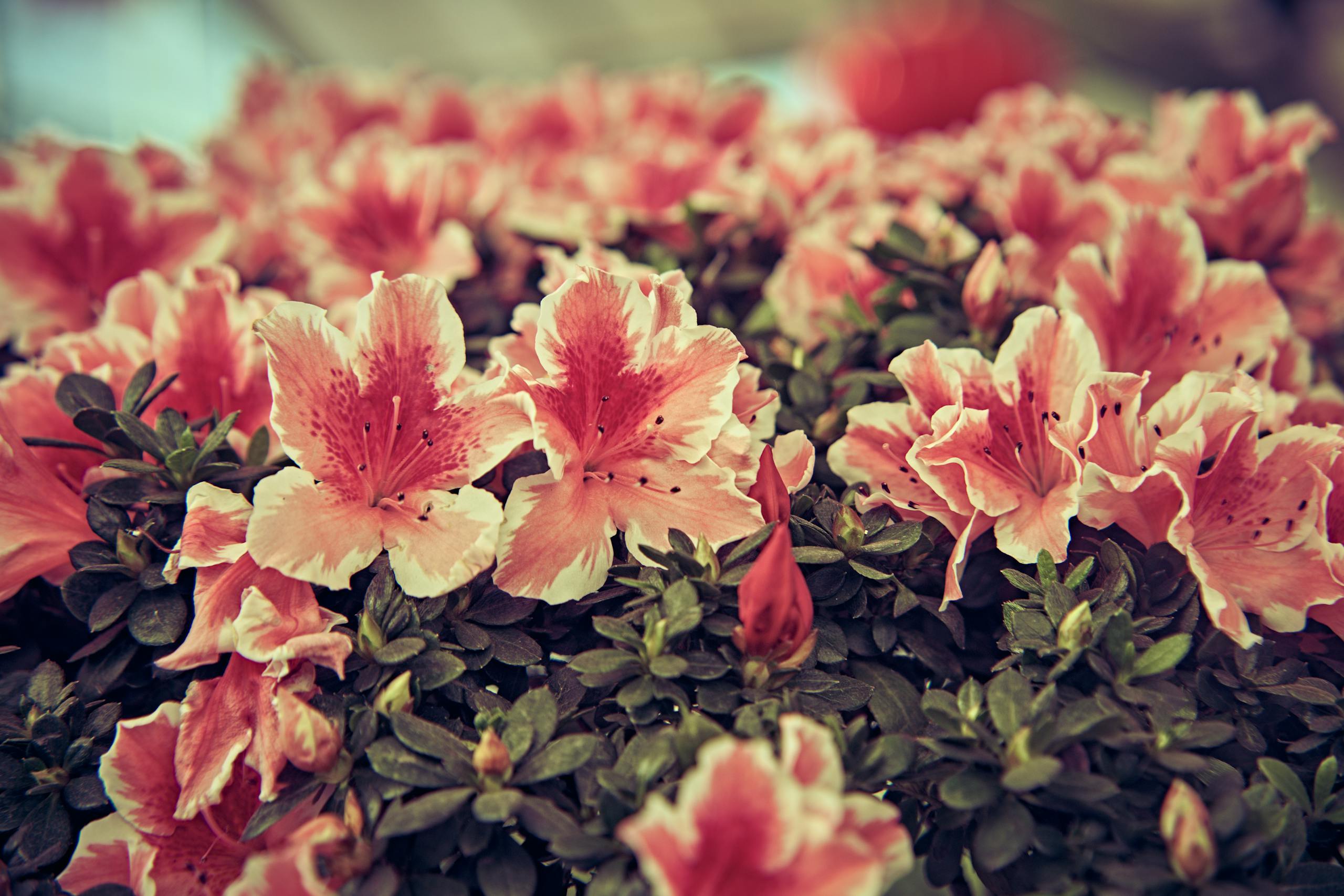 Close-up of vibrant pink azalea flowers in full bloom, capturing natural beauty.