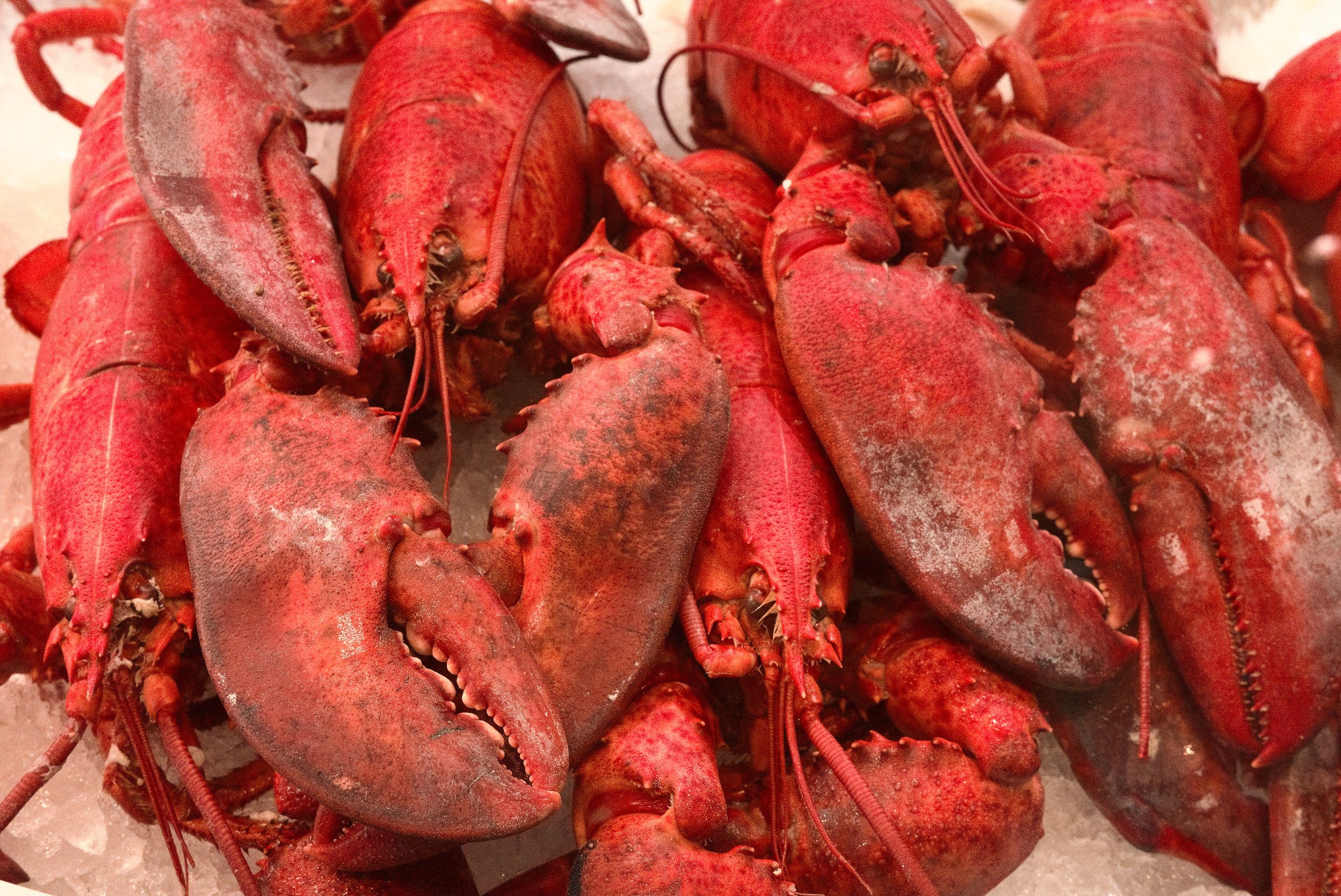 Close-up of vibrant red lobsters on ice, showcasing seafood freshness and market display.
