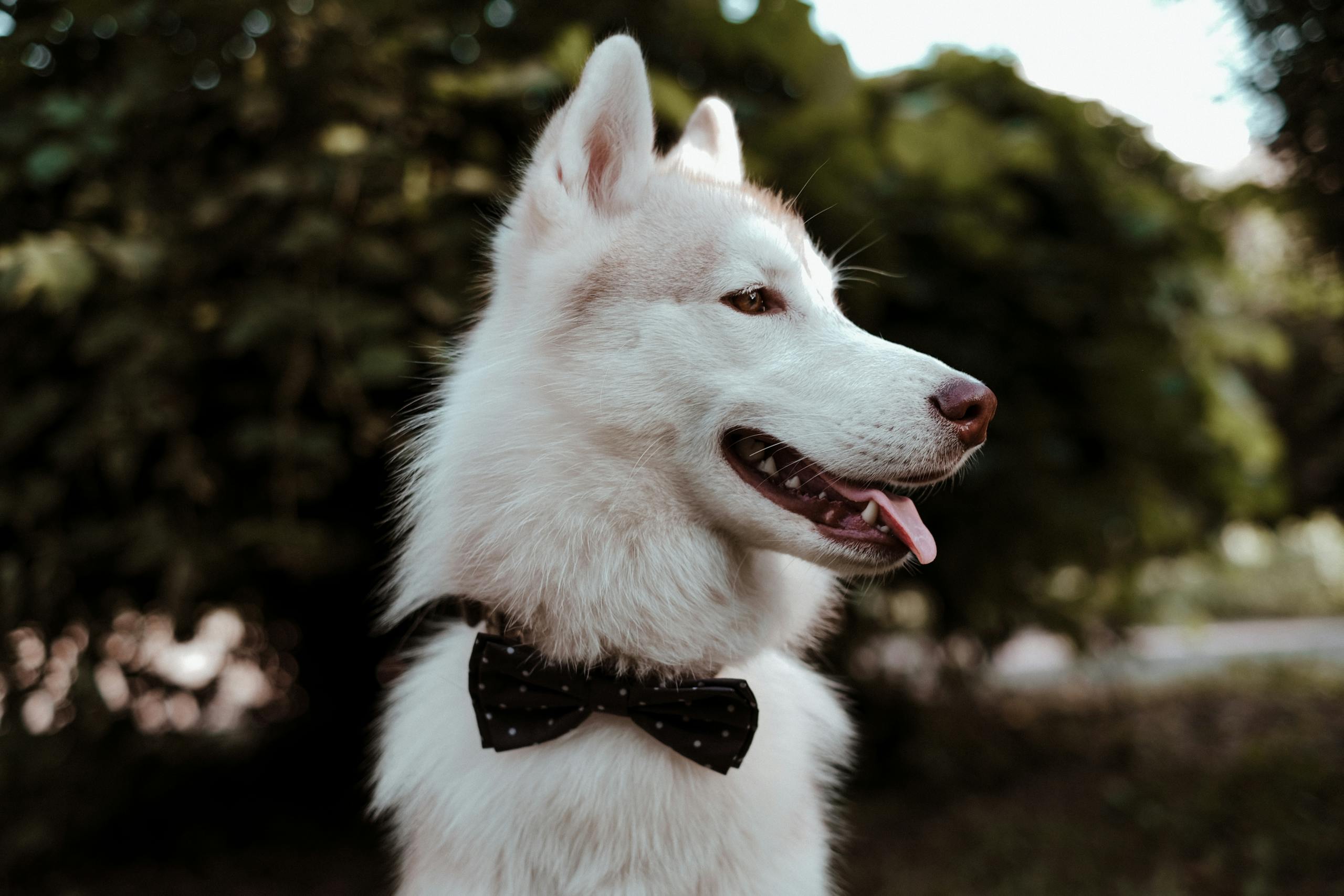Close-up portrait of a Siberian Husky wearing a bow tie in an outdoor setting with a blurred background.