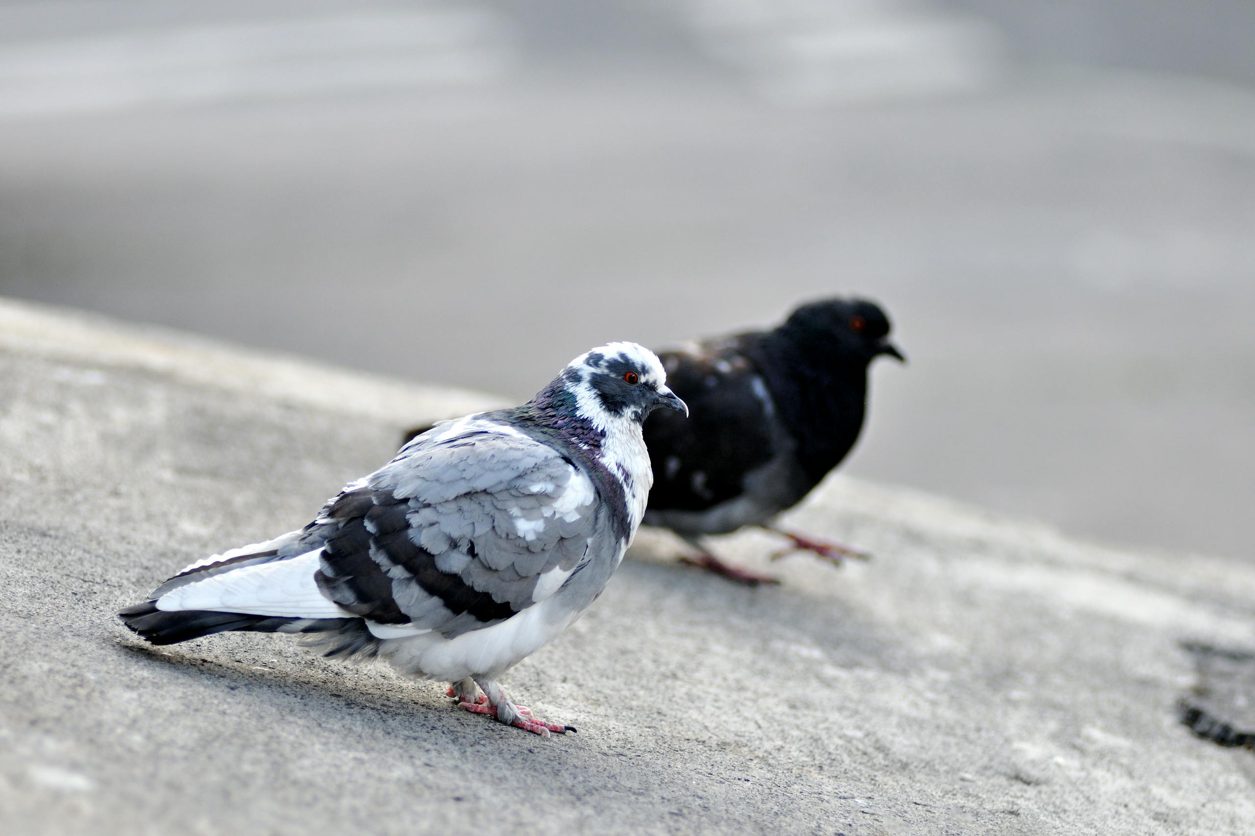 Close-up shot of two pigeons on a concrete surface, displaying their unique plumage.