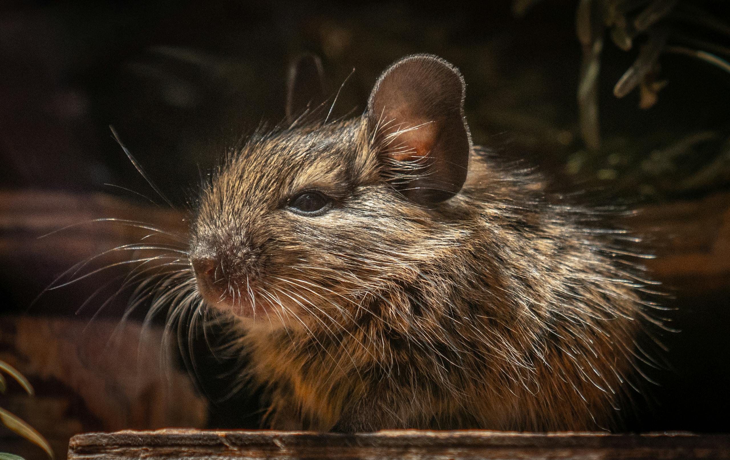 Detailed close-up of a furry rodent in warm natural light, showcasing its unique texture.