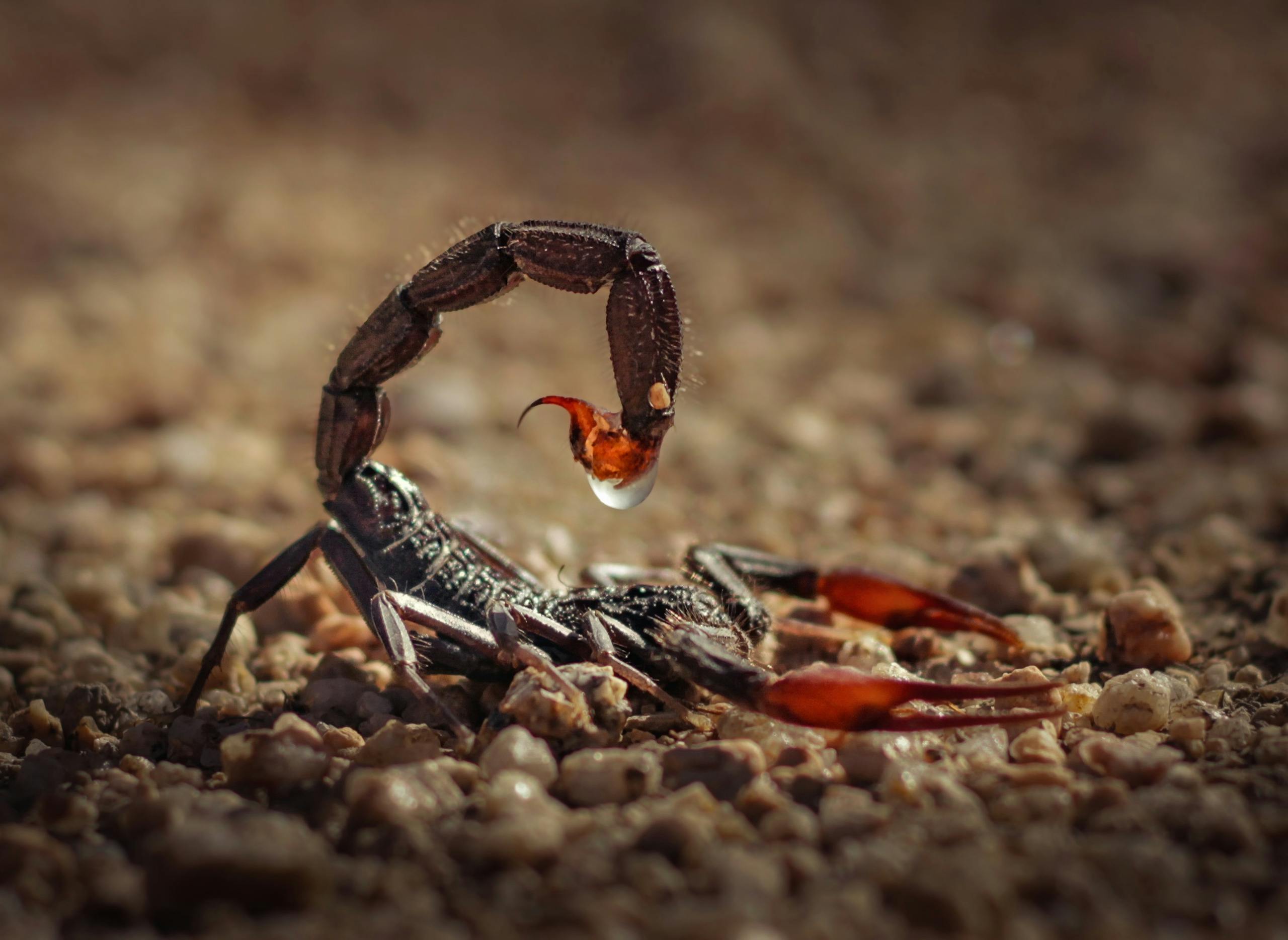 Detailed image of a fat tail scorpion on rocky ground in Morocco's natural habitat.