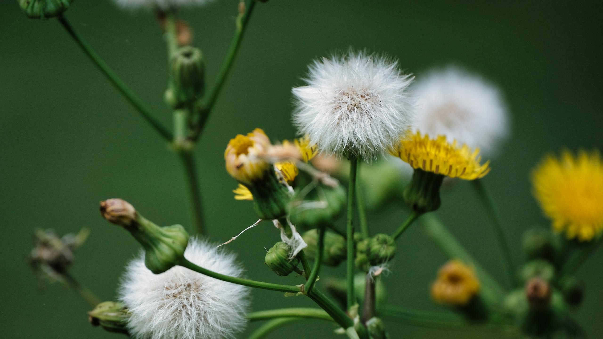 Detailed macro shot of blooming dandelions with fluffy seeds and yellow flowers against a blurred green background.