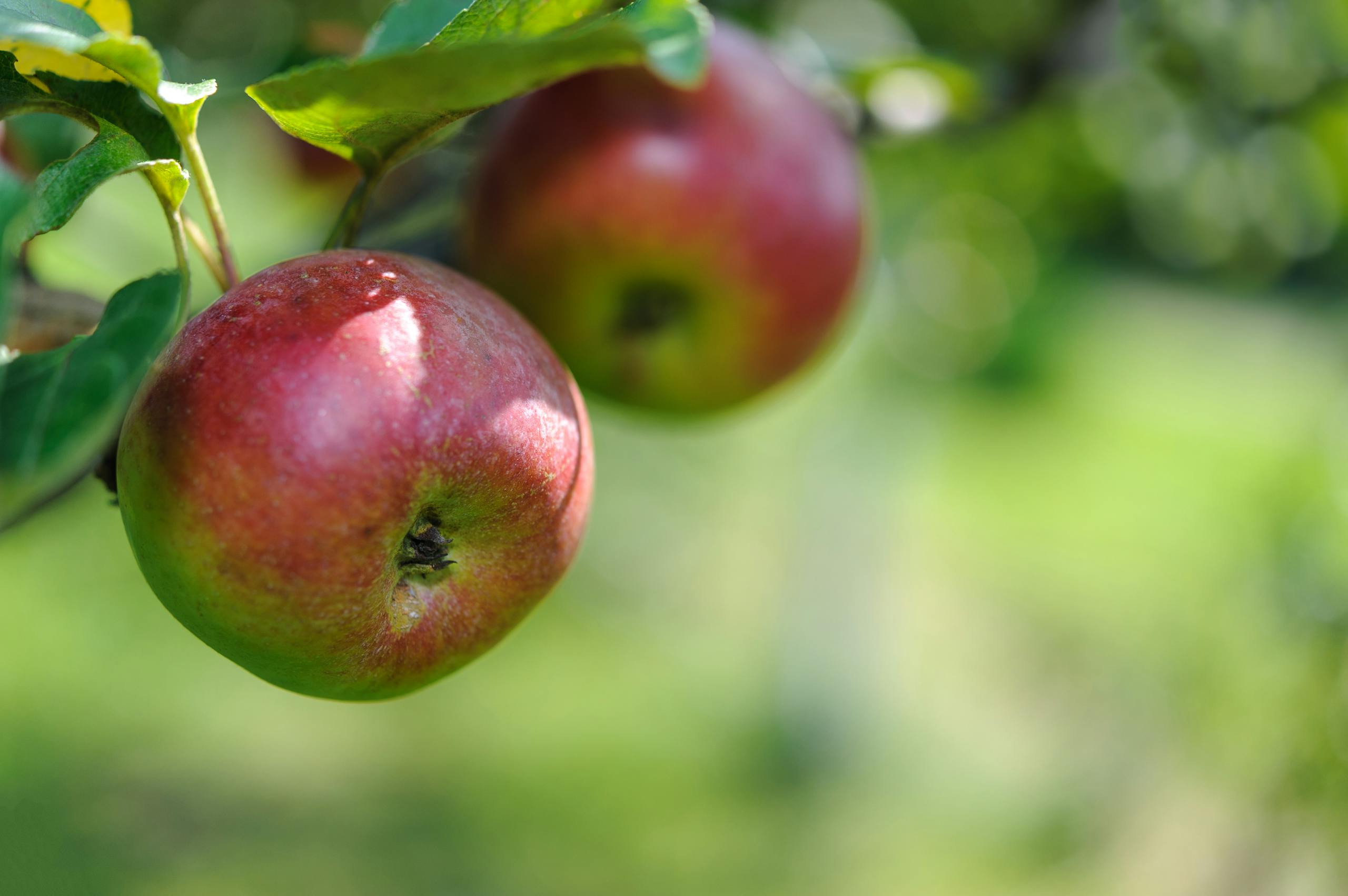 Fresh red apples hanging from a tree branch in a sunny orchard, showcasing natural ripeness.