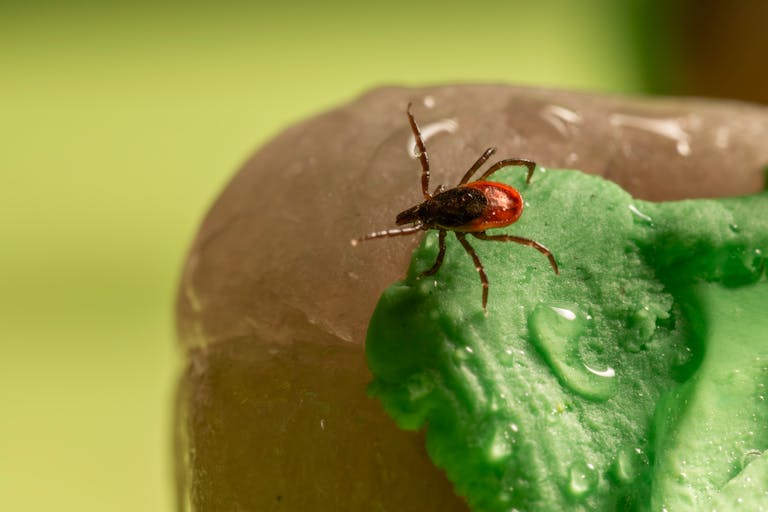 Macro shot of a tick on a green surface in natural light.