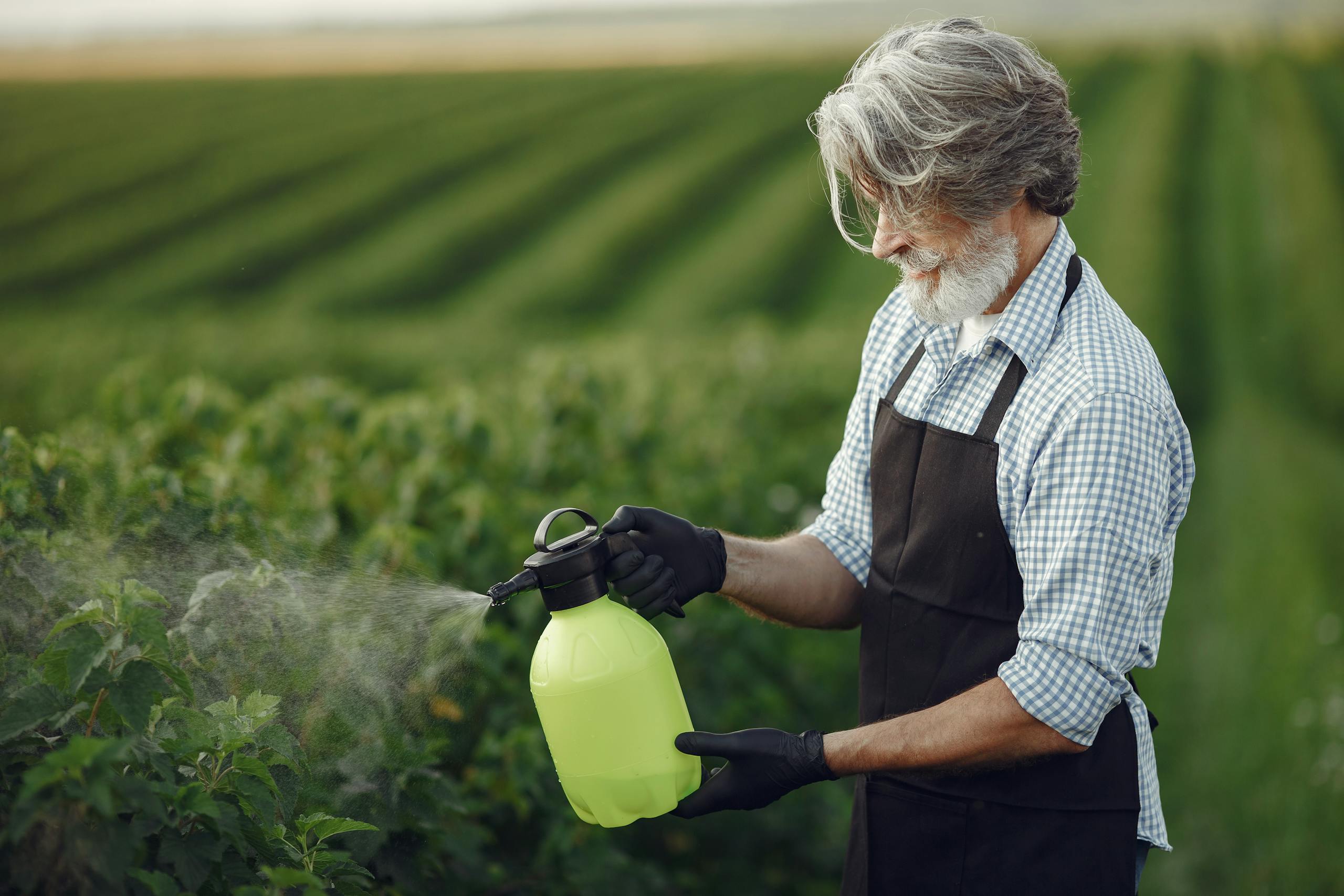 Senior man in apron using spray bottle on lush green farmland during daytime, enhancing crop health.