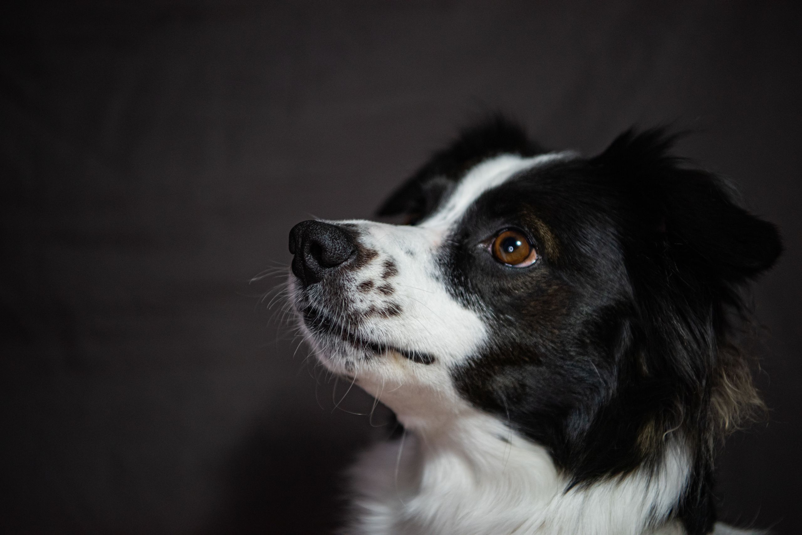 Side profile portrait of a Border Collie dog against a dark background.