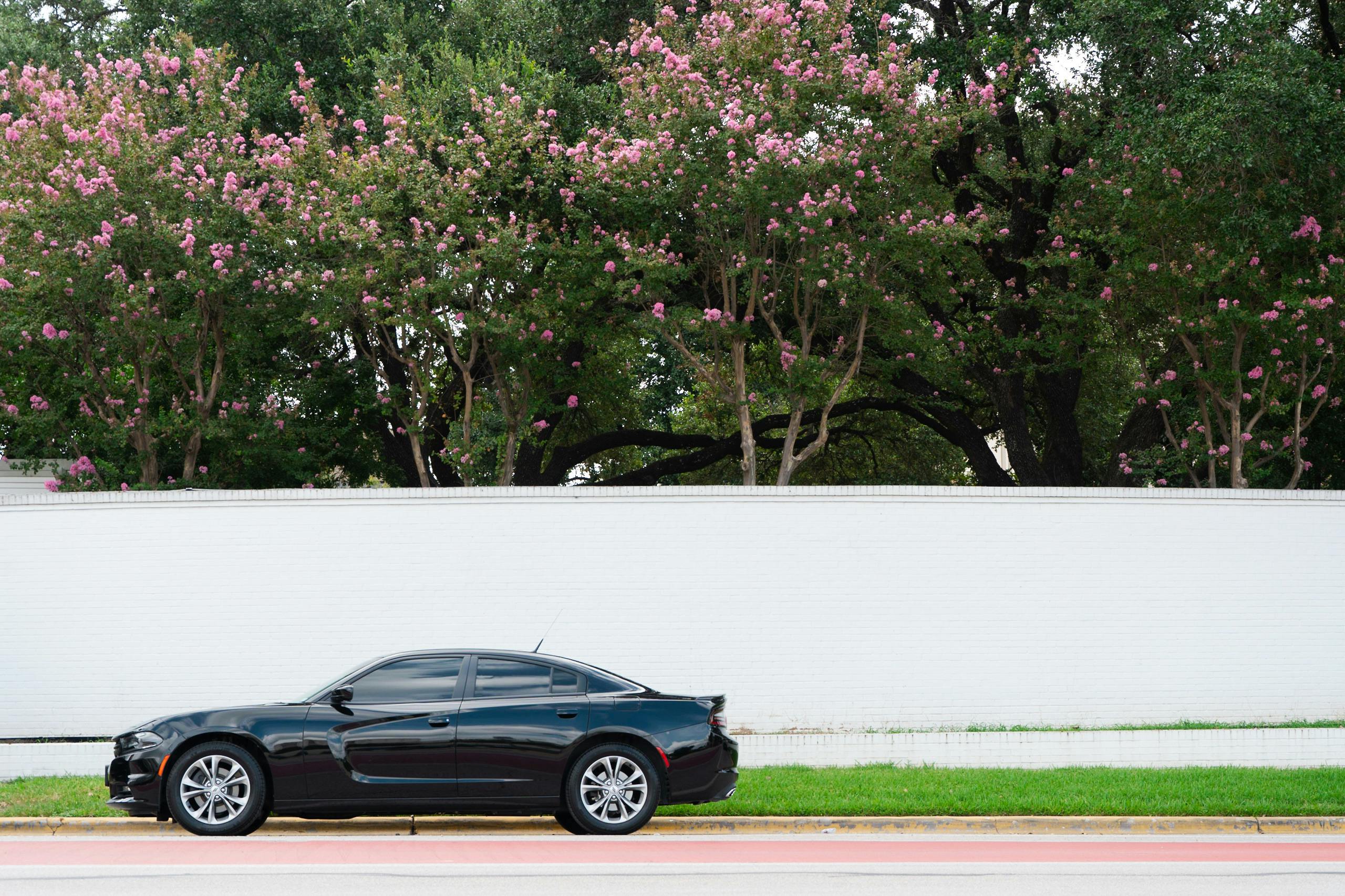 Sleek black car parked along a city street lined with flowering trees in Austin, Texas.