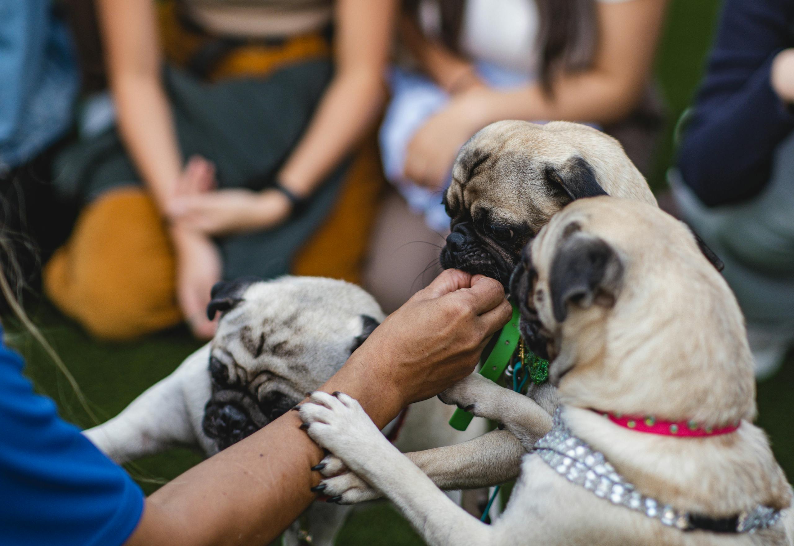 Three pugs being fed treats by human hands during an outdoor gathering.