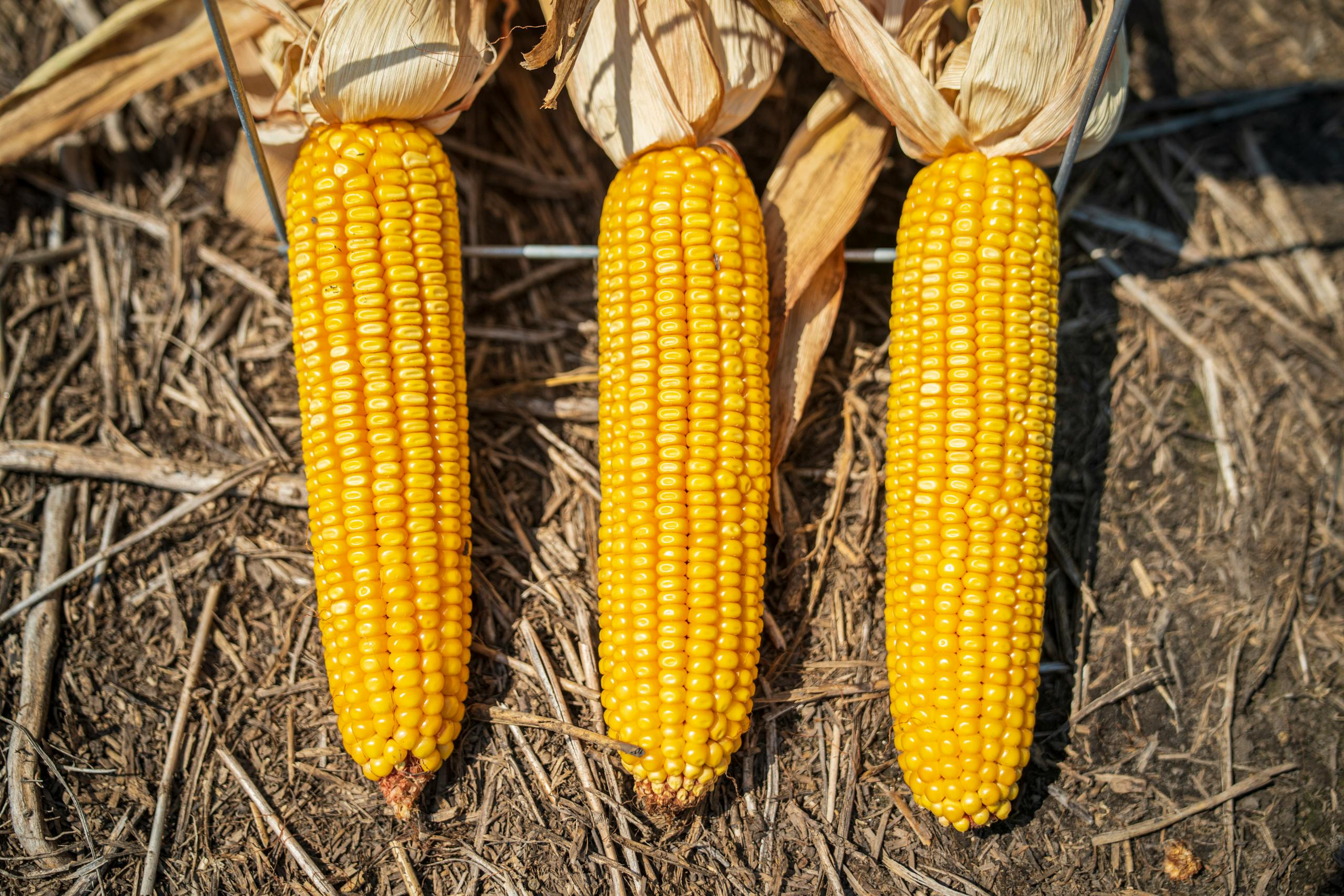 Three ripe corn ears on dry soil, showcasing agricultural harvest.