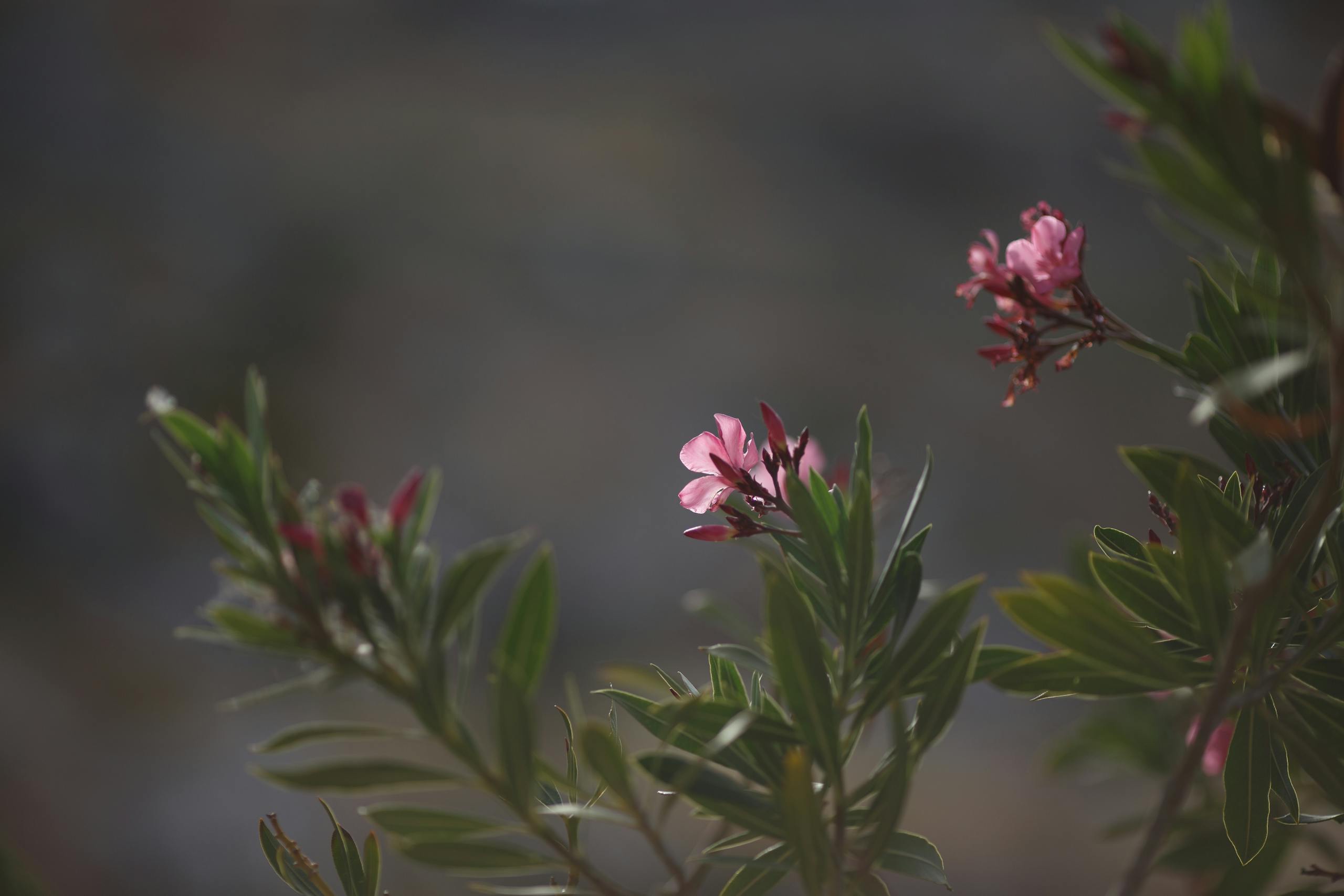 Vivid pink oleander flowers with green leaves in soft sunlight. Perfect for nature-themed designs.