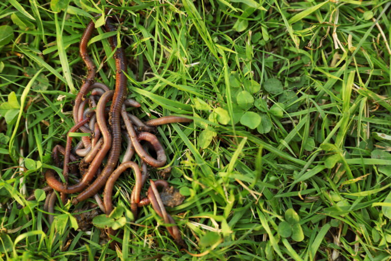 Homeowner Mistakes Patio Creatures for Worms, Then Notices the ‘Snake-Like’ Head