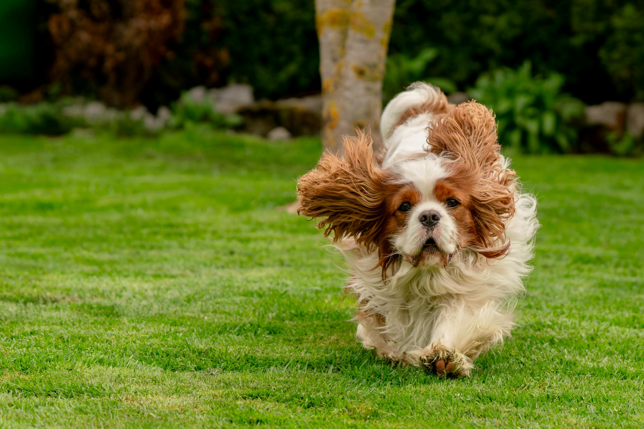 A Cavalier King Charles Spaniel joyfully running on a green lawn, full of energy and life.