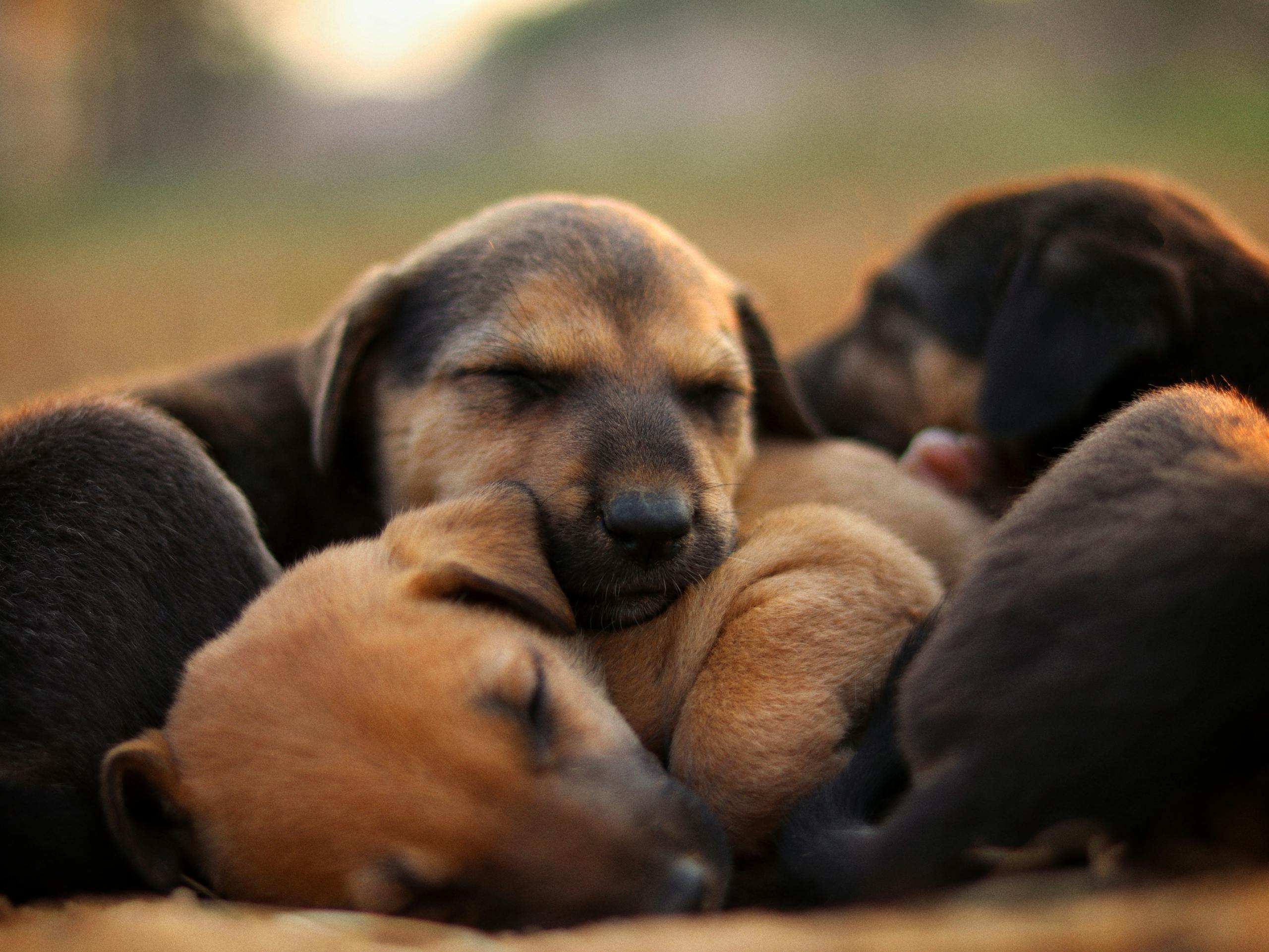A close-up of cute puppies sleeping together outdoors, showcasing warmth and coziness.