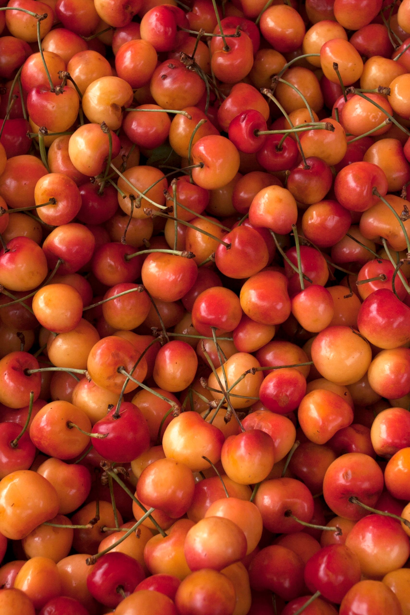 A close-up view of a vibrant pile of fresh red and yellow cherries, perfect for food lovers.