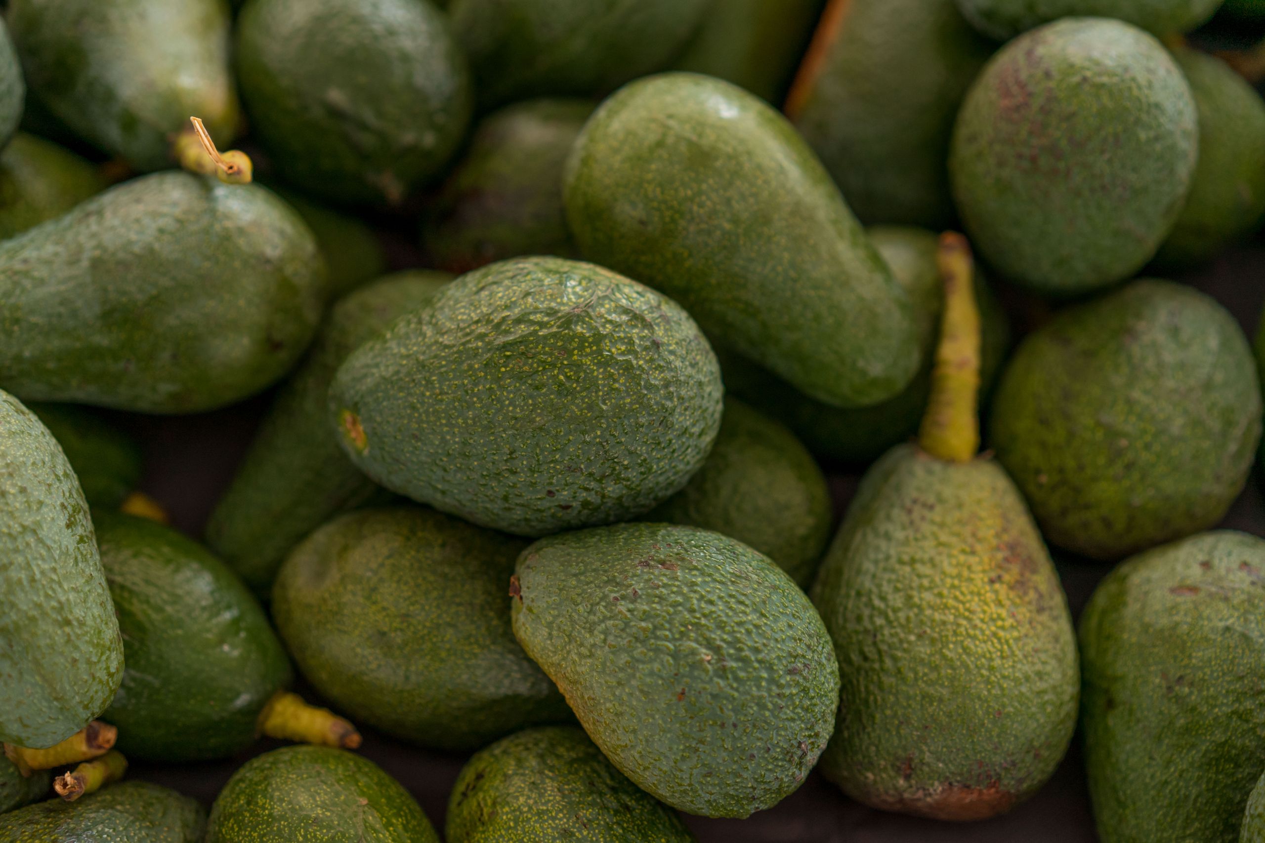 A detailed close-up of fresh avocados with textured green skin, perfect for stock photos.