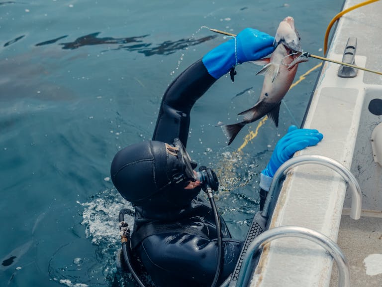 A diver in dark wetsuit with spearfishing gear emerges with a catch from the ocean.