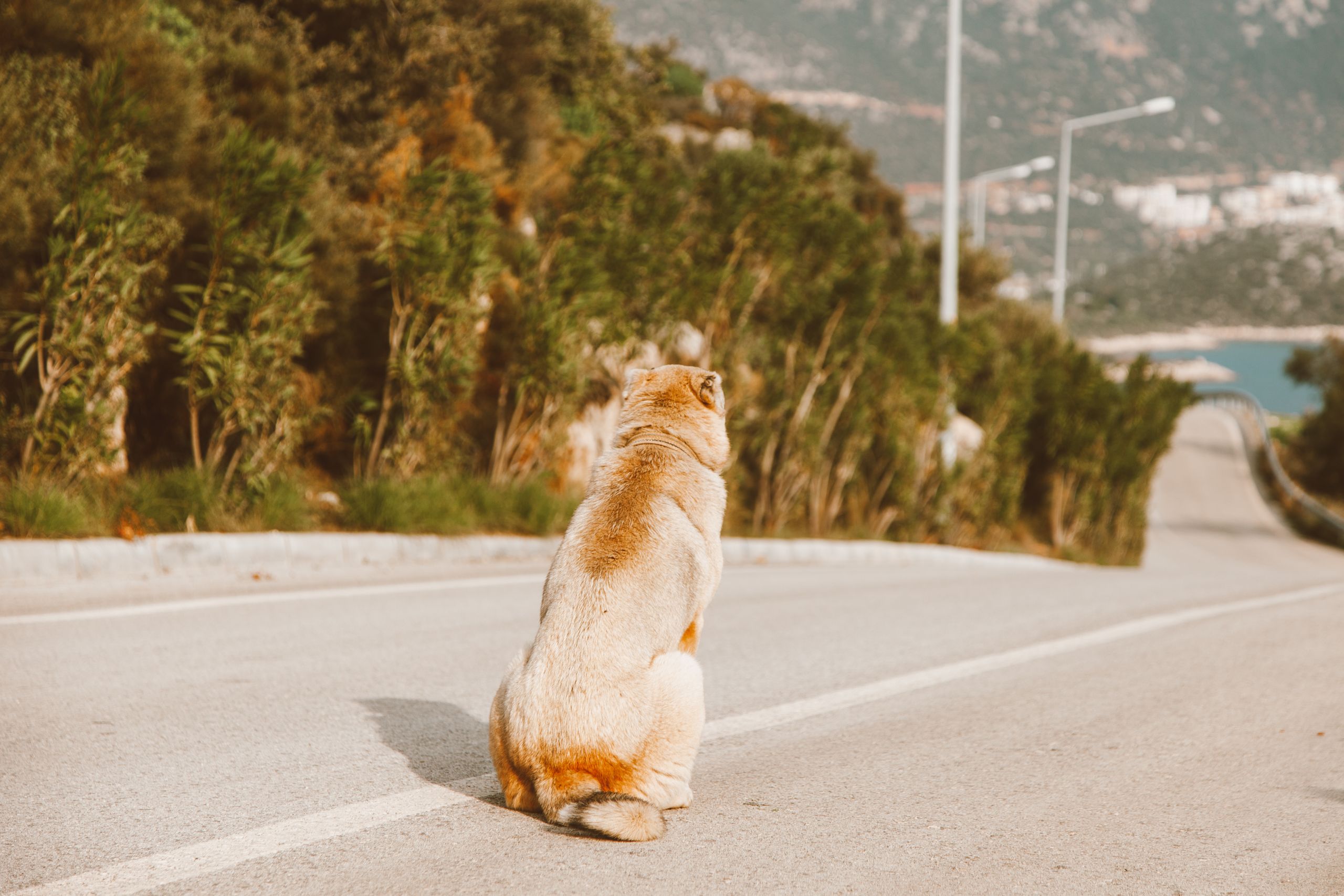 A dog sits alone on a road surrounded by greenery, gazing towards the horizon.