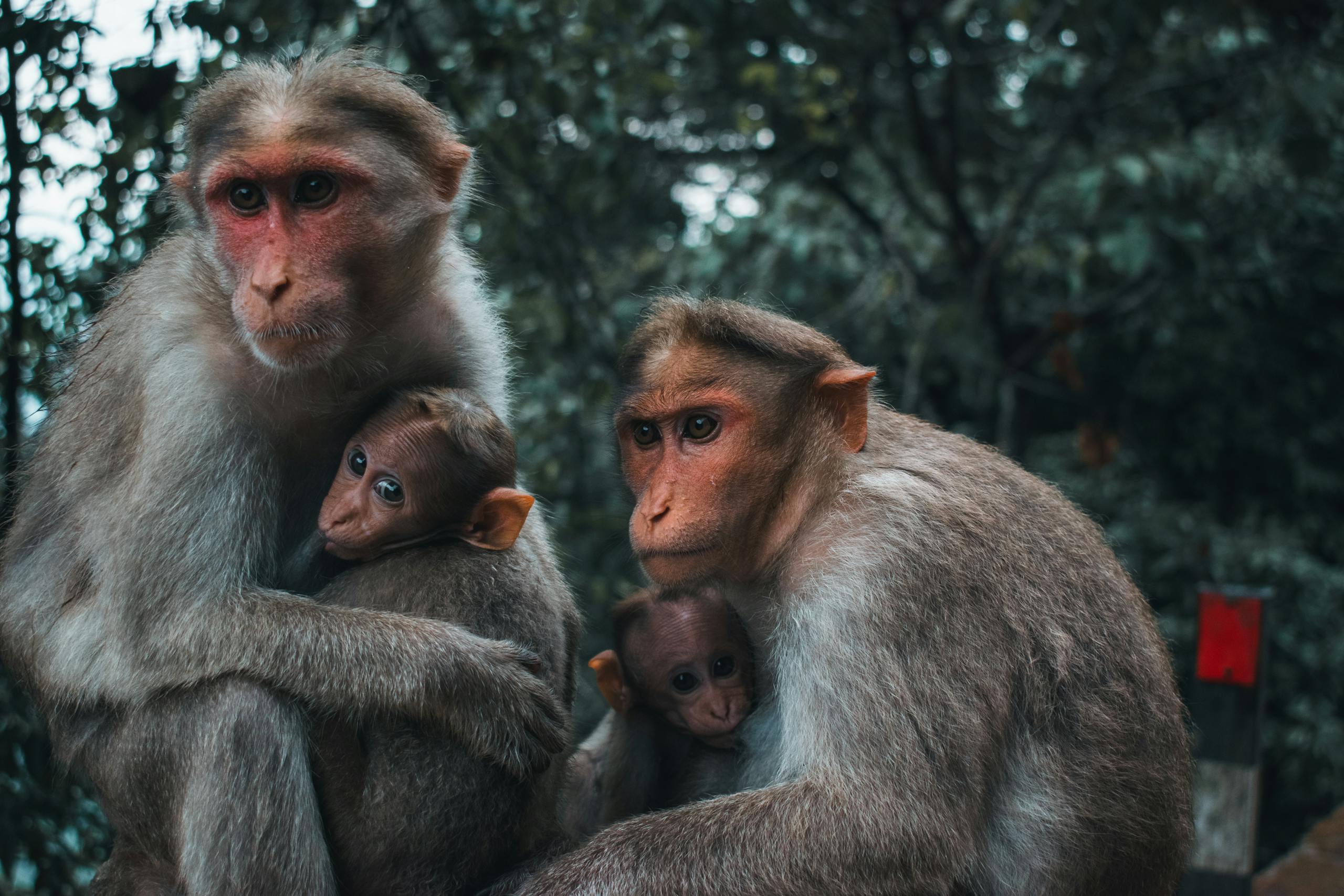 A family of monkeys sitting closely in a lush tropical forest setting.