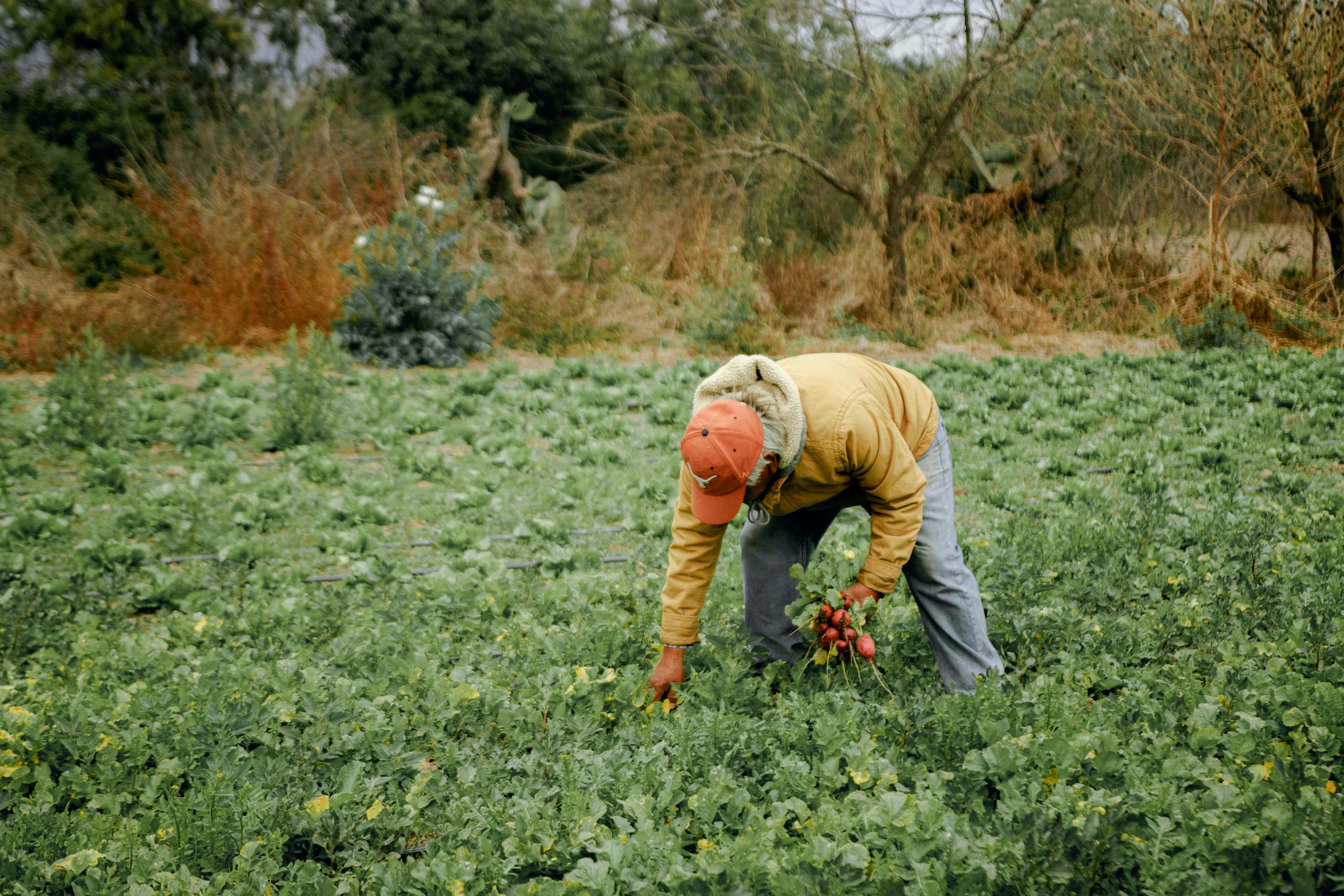 A farmer is seen harvesting root vegetables in a lush, green countryside field.