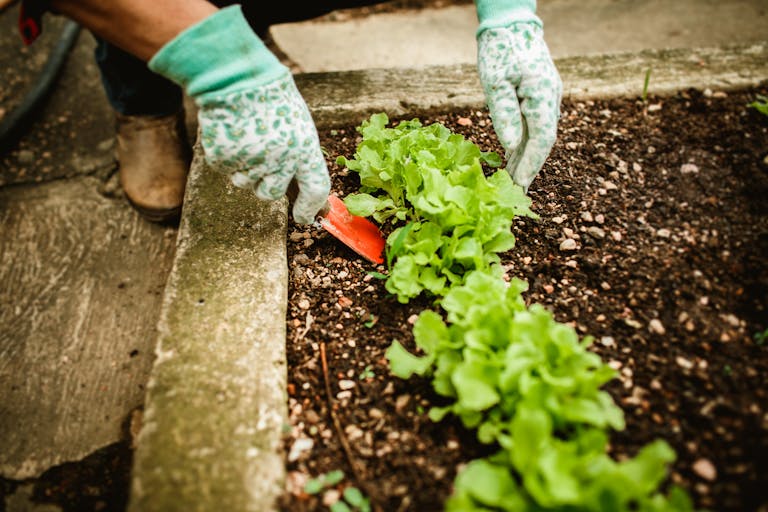 A gardener wearing gloves tending to lettuce plants in an outdoor garden bed.