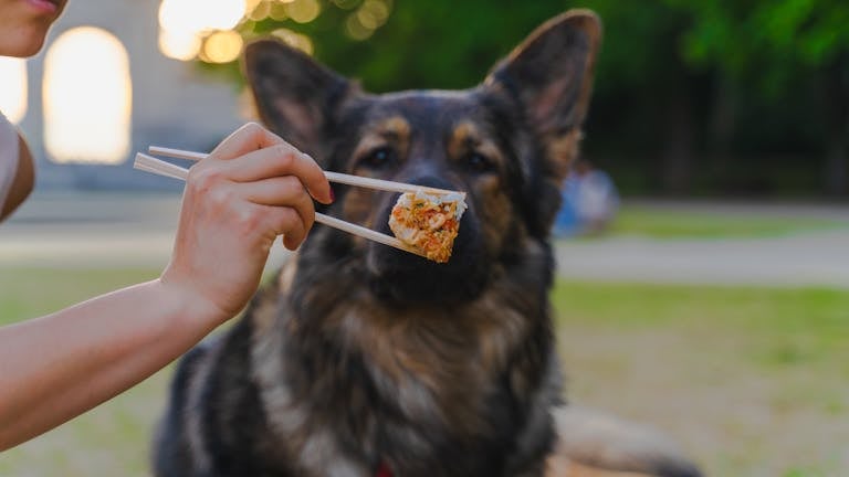 A German Shepherd being fed sushi with chopsticks at a park, creating a unique dining moment.